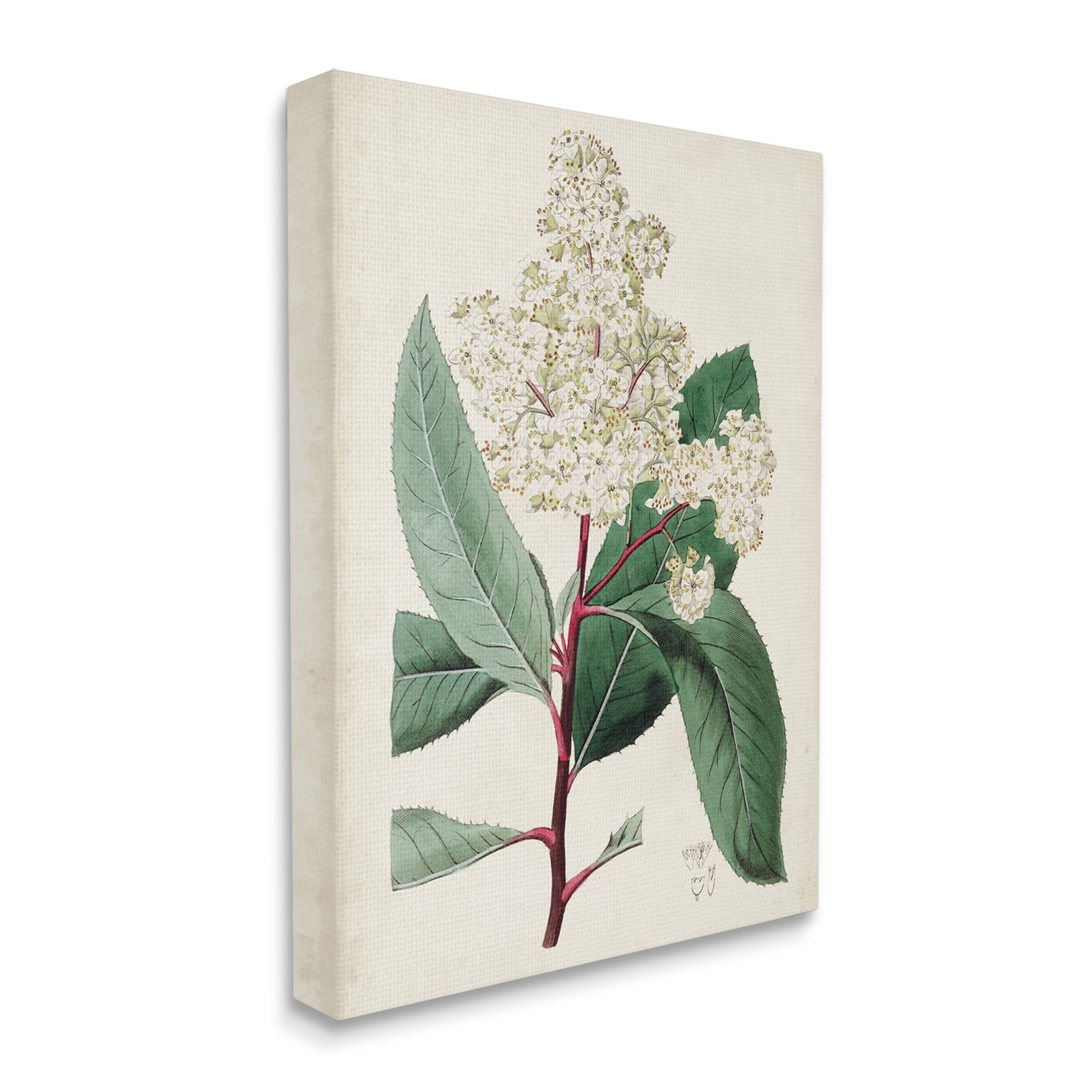 Stupell Industries Vintage Garden Study Red Stem Floral Plant Botanical & Floral Drawing Gallery Wrapped Canvas Art Print Wall Art, 24 x 30