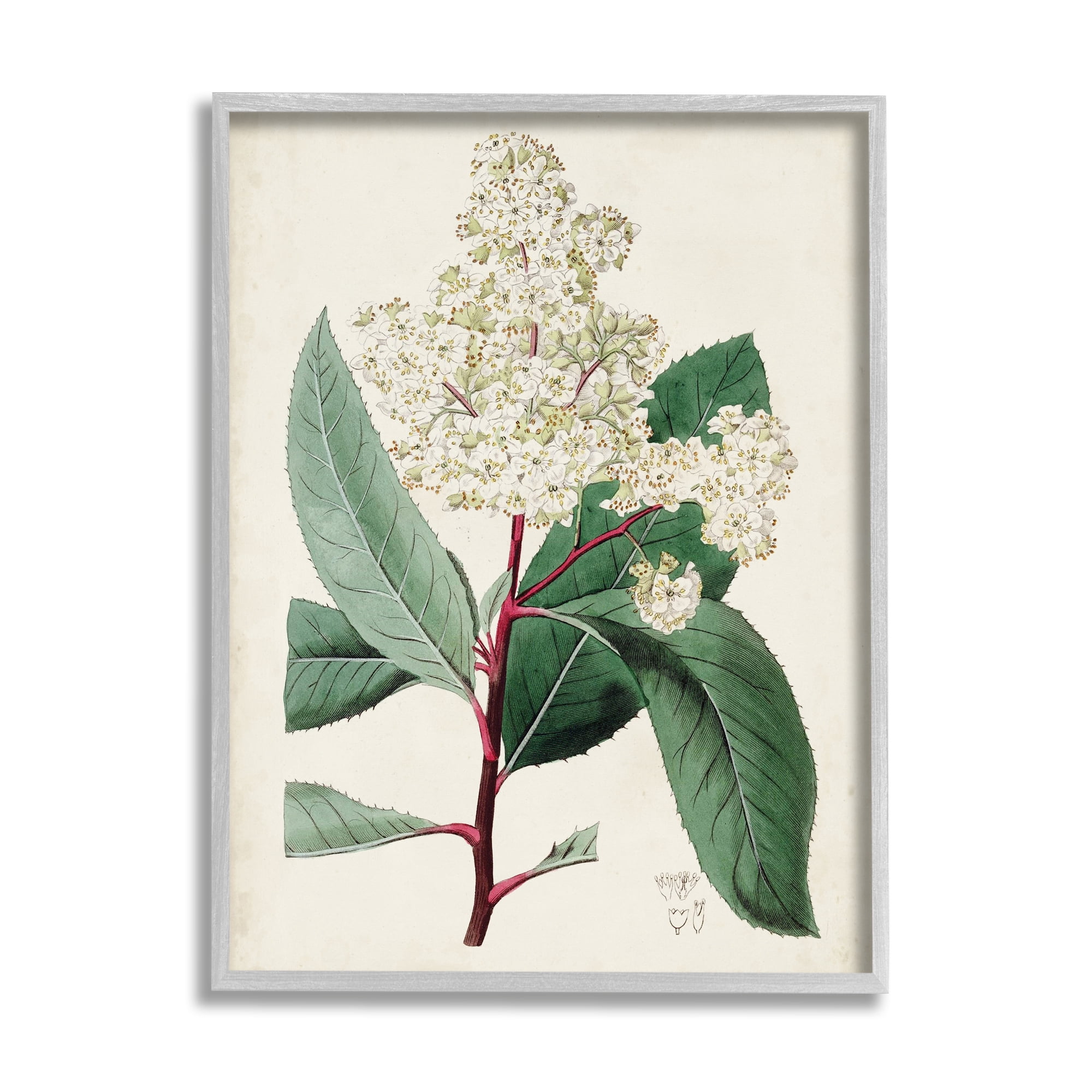 Stupell Industries Vintage Garden Study Red Stem Floral Plant Botanical & Floral Drawing Gray Framed Art Print Wall Art, 11 x 14