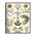 thumbnail image 1 of Stupell Industries Vintage Haeckel Sea Life STEM Painting Black Framed Art Print Wall Art, 24 x 30, 1 of 2