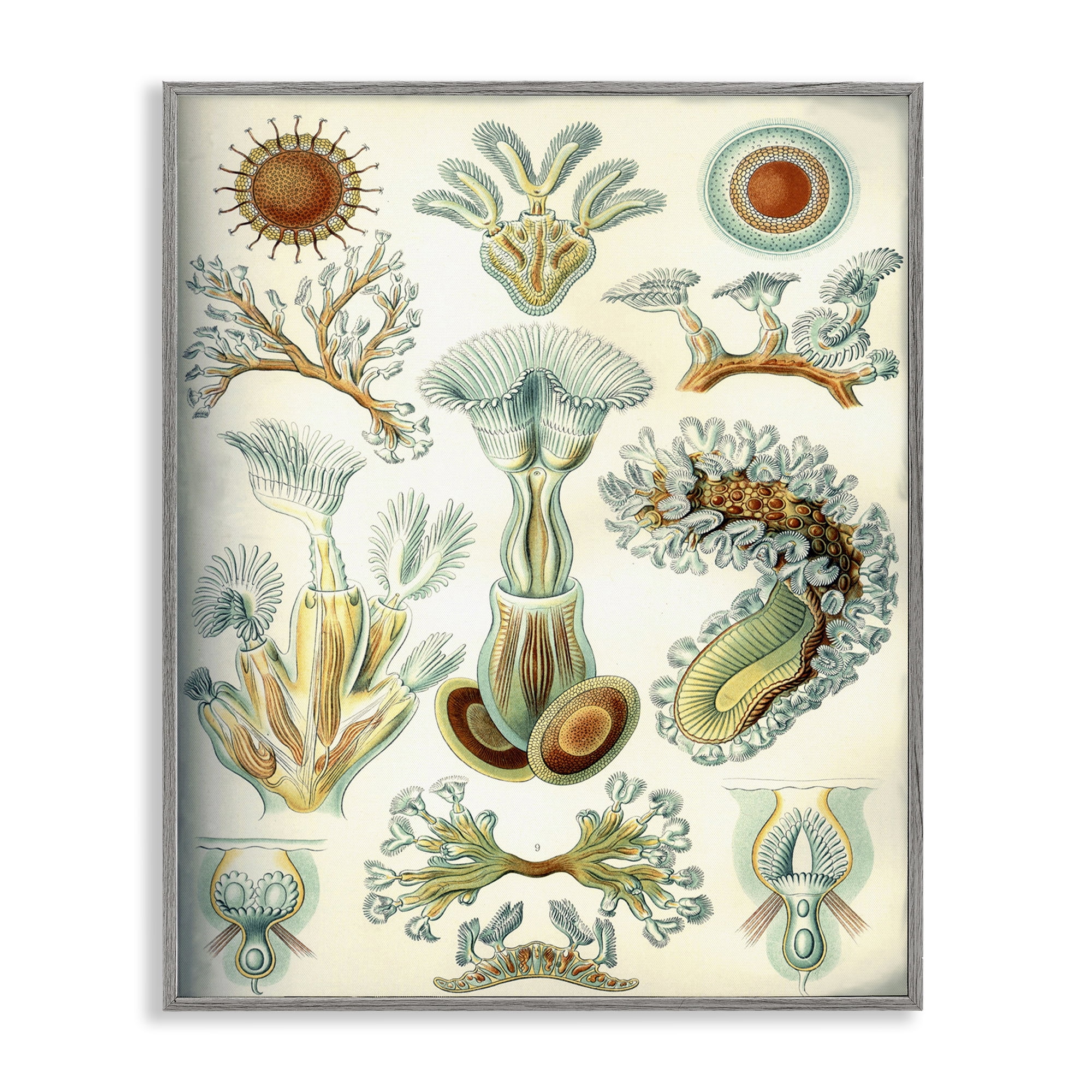 Stupell Industries Vintage Haeckel Sea Life STEM Painting Gray Framed Art Print Wall Art, 16 x 20