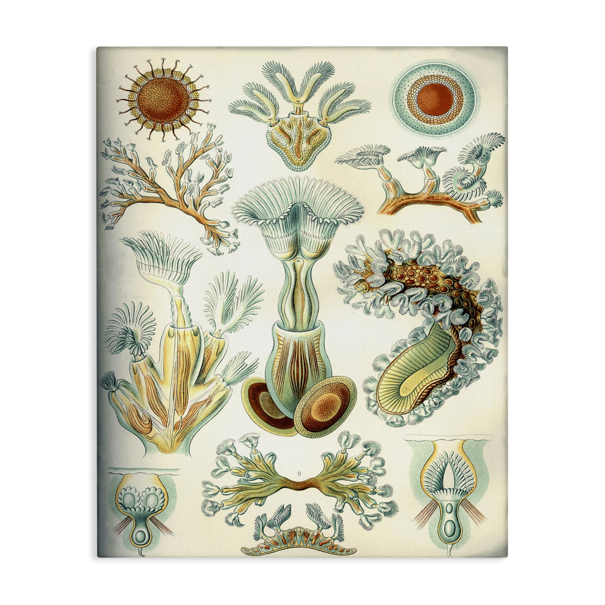 Stupell Industries Vintage Haeckel Sea Life STEM Painting Wrapped Canvas Art Print Wall Art, 16 x 20