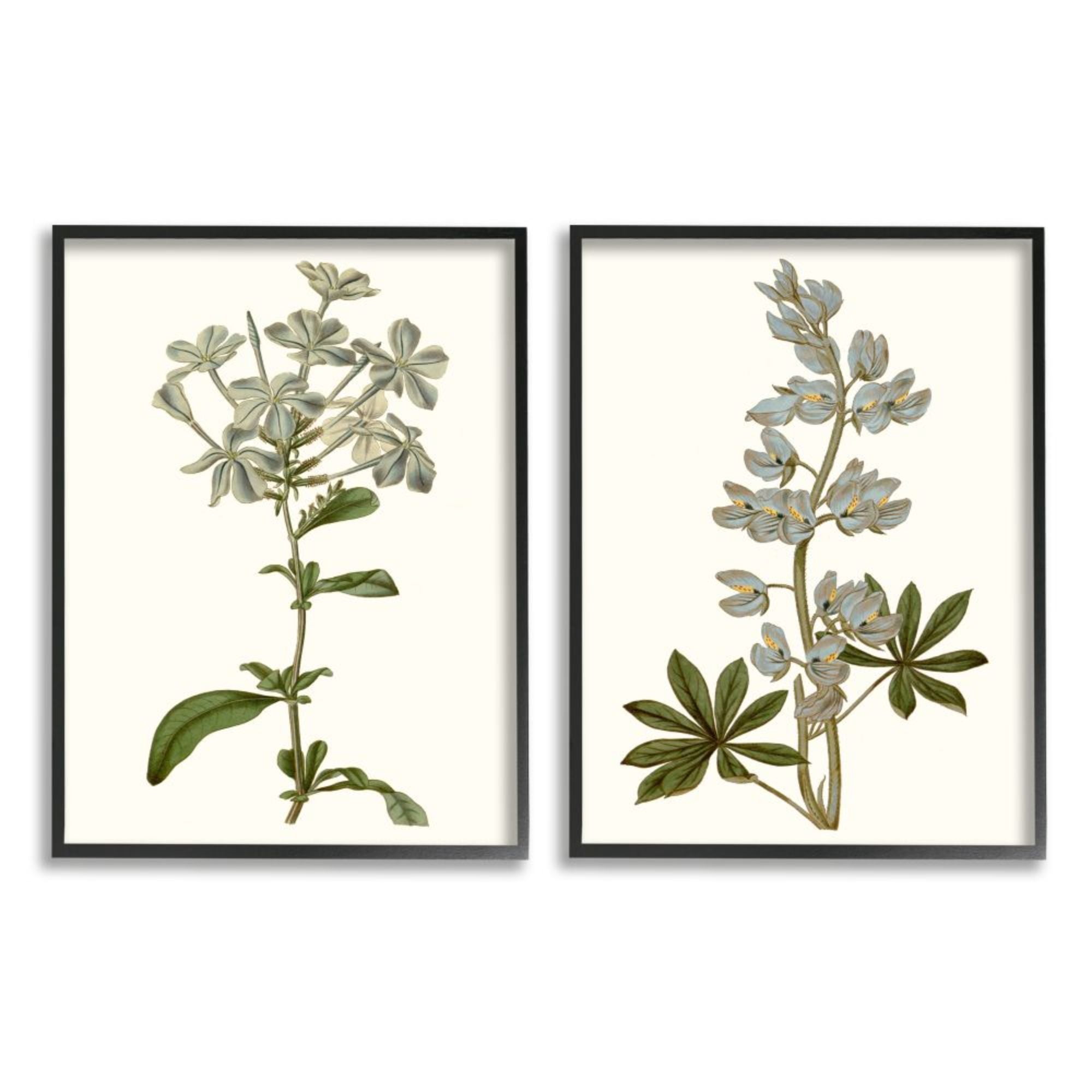 Stupell Industries Vintage Illustrated Study of Blue Botanical Florals Design by Curtis, 2 Piece, 16" x 20", Black Framed