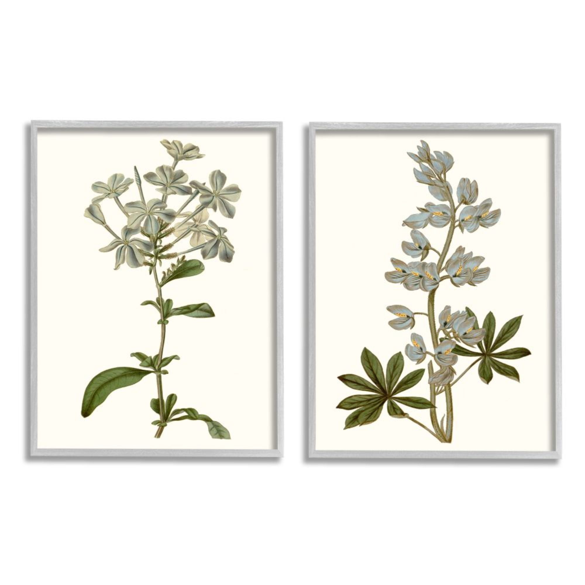 Stupell Industries Vintage Illustrated Study of Blue Botanical Florals Design by Curtis, 2 Piece, 16" x 20", Gray Framed