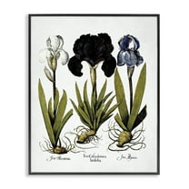 Stupell Industries Vintage Iris Flowers Botanical & Floral Painting Black Framed Art Print Wall Art, 11 x 14