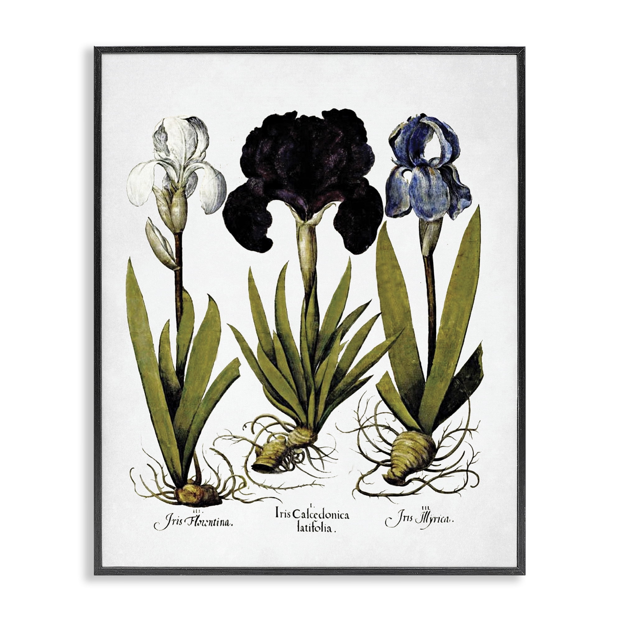 Stupell Industries Vintage Iris Flowers Botanical & Floral Painting Black Framed Art Print Wall Art, 16 x 20
