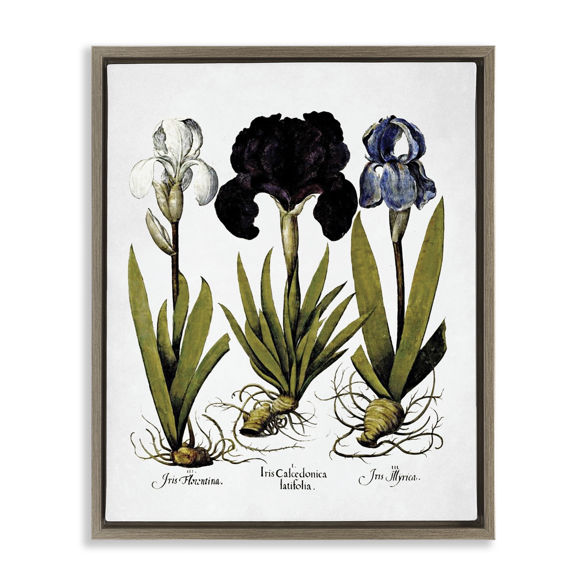 Stupell Industries Vintage Iris Flowers Botanical & Floral Painting Brown Floater Framed Art Print Wall Art, 25 x 31
