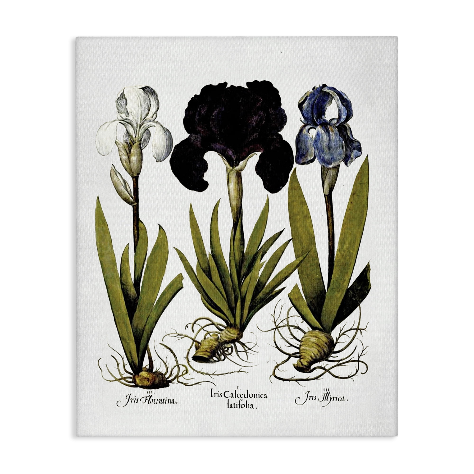 Stupell Industries Vintage Iris Flowers Botanical & Floral Painting Gallery Wrapped Canvas Art Print Wall Art, 36 x 48