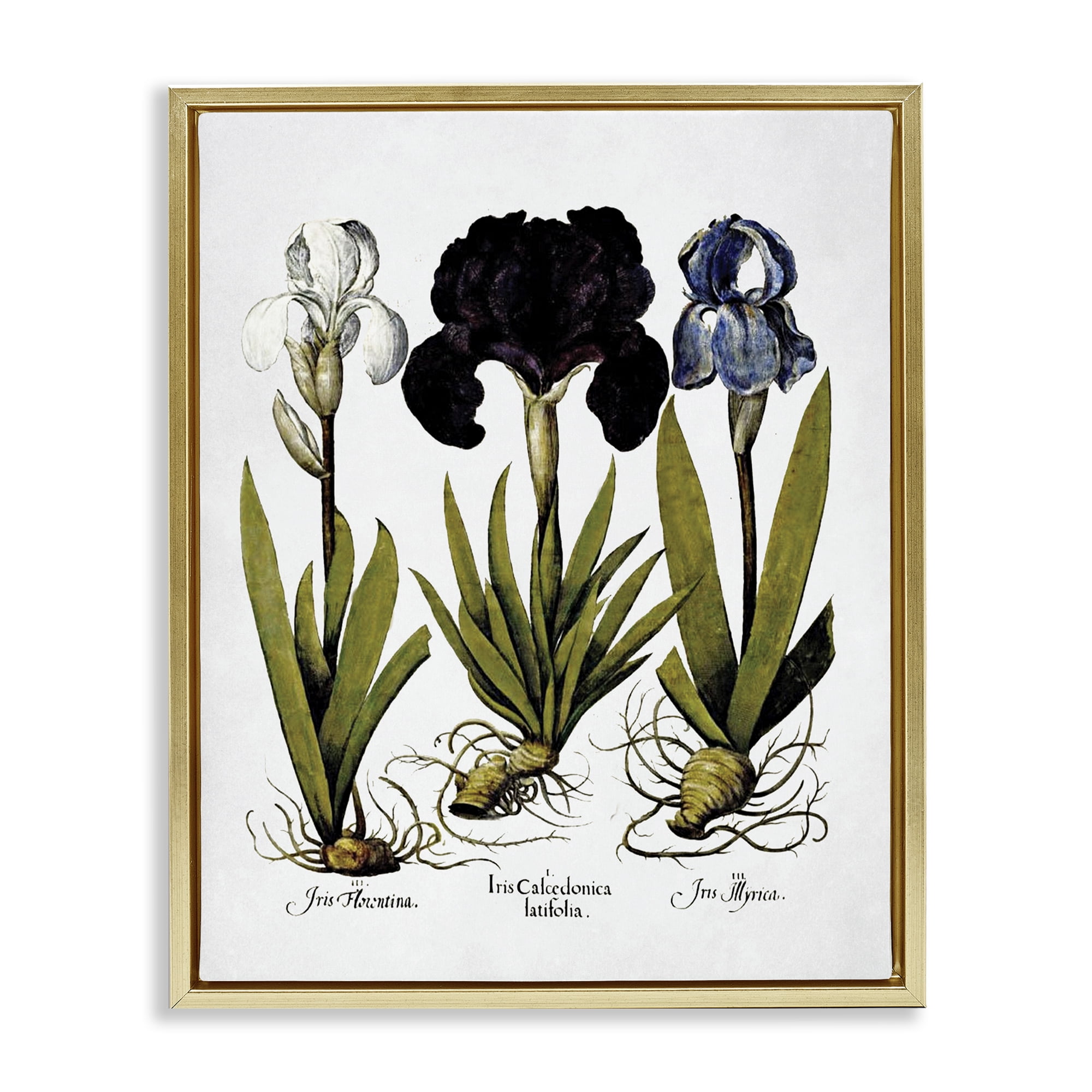 Stupell Industries Vintage Iris Flowers Botanical & Floral Painting Gold Floater Framed Art Print Wall Art, 25 x 31
