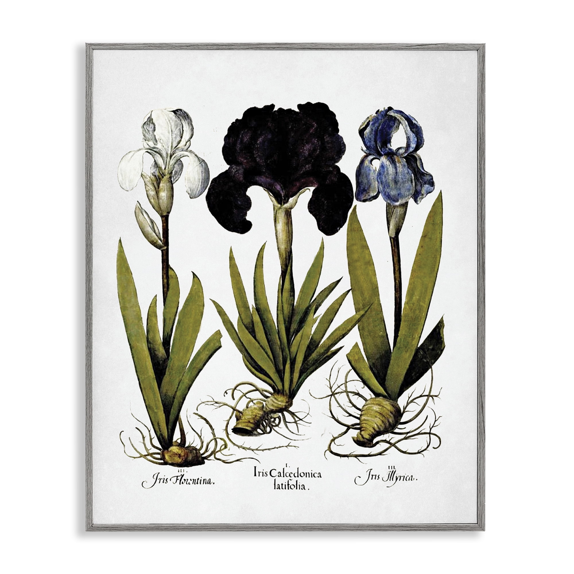 Stupell Industries Vintage Iris Flowers Botanical & Floral Painting Gray Framed Art Print Wall Art, 24 x 30