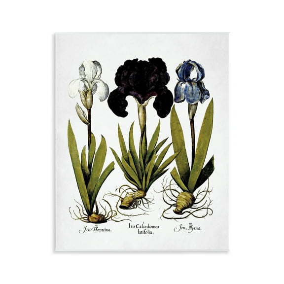 Stupell Industries Vintage Iris Flowers Botanical & Floral Painting Unframed Art Print Wall Art, 11 x 14