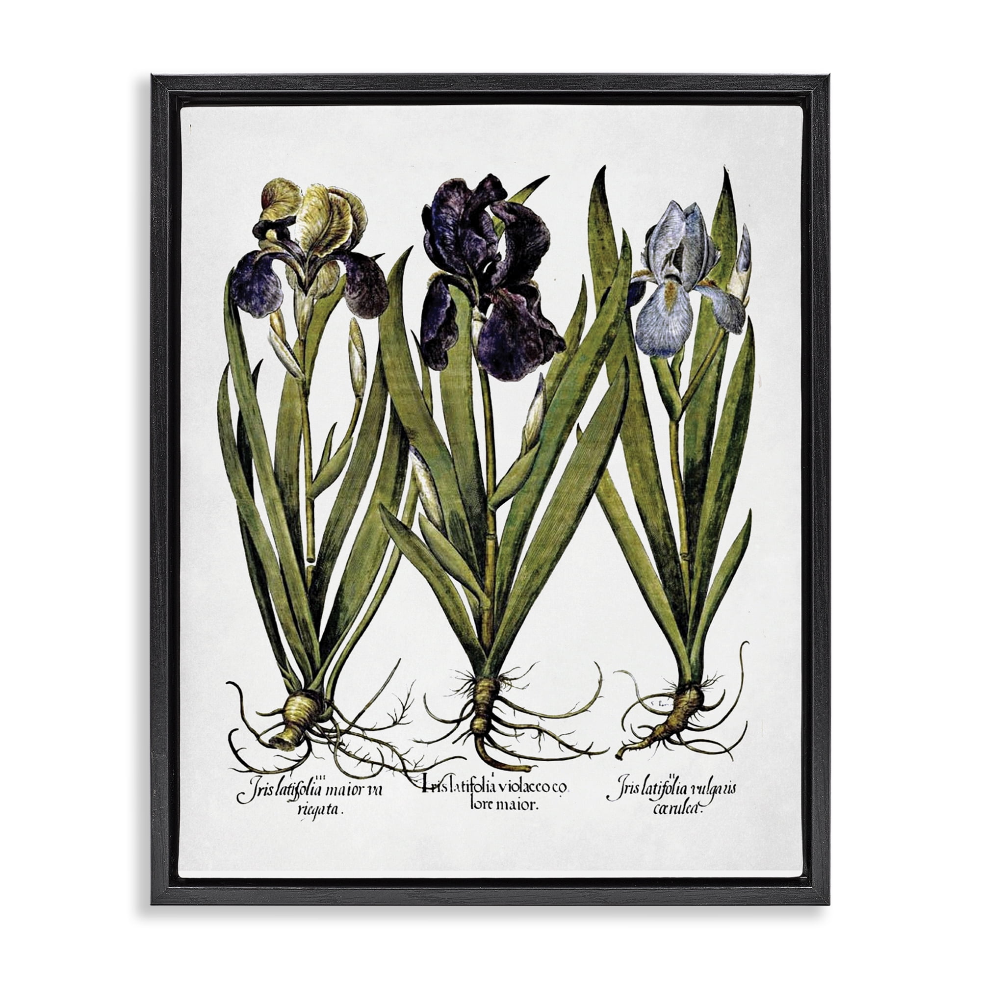 Stupell Industries Vintage Iris Studies Botanical & Floral Painting Black Floater Framed Art Print Wall Art, 25 x 31