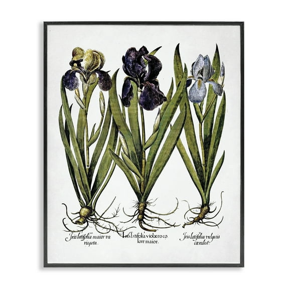 Stupell Industries Vintage Iris Studies Botanical & Floral Painting Black Framed Art Print Wall Art, 11 x 14