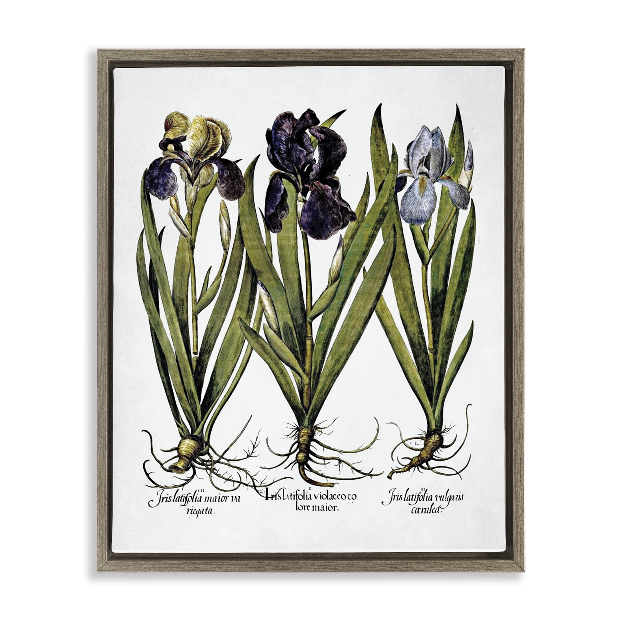 Stupell Industries Vintage Iris Studies Botanical & Floral Painting Brown Floater Framed Art Print Wall Art, 17 x 21
