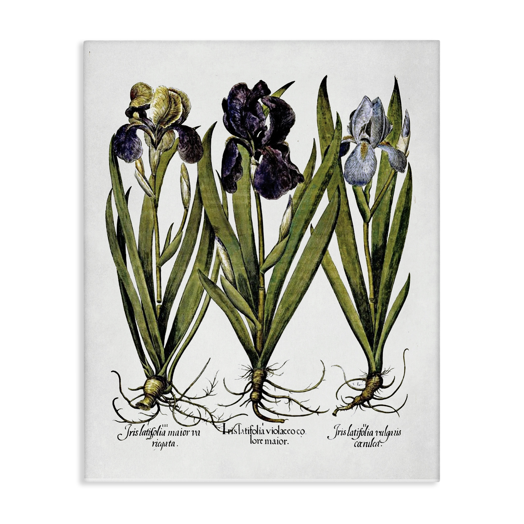 Stupell Industries Vintage Iris Studies Botanical & Floral Painting Gallery Wrapped Canvas Art Print Wall Art, 24 x 30