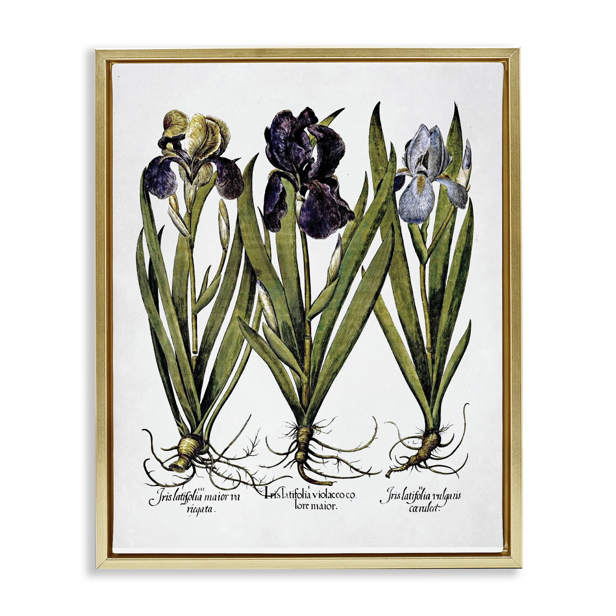 Stupell Industries Vintage Iris Studies Botanical & Floral Painting Gold Floater Framed Art Print Wall Art, 25 x 31