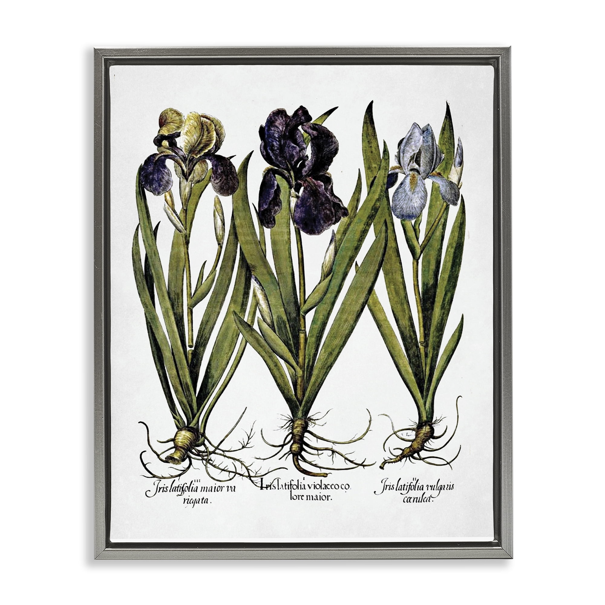 Stupell Industries Vintage Iris Studies Botanical & Floral Painting Gray Floater Framed Art Print Wall Art, 25 x 31