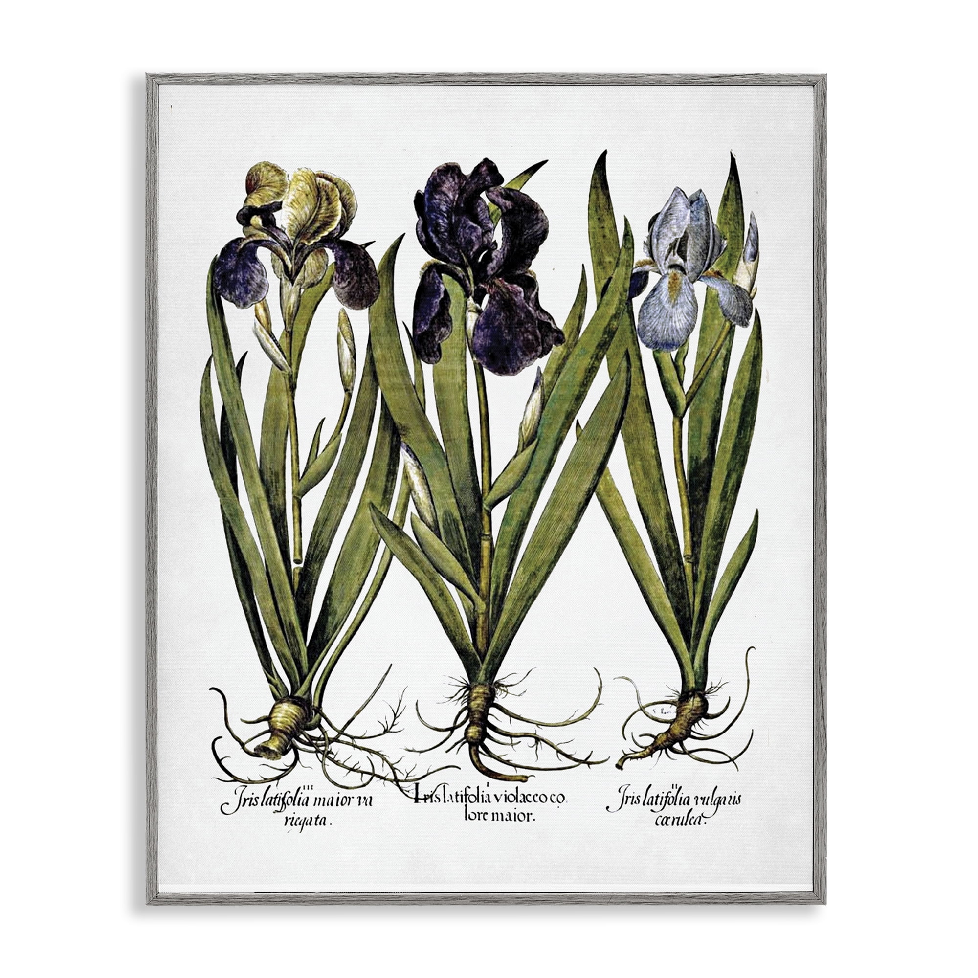 Stupell Industries Vintage Iris Studies Botanical & Floral Painting Gray Framed Art Print Wall Art, 16 x 20