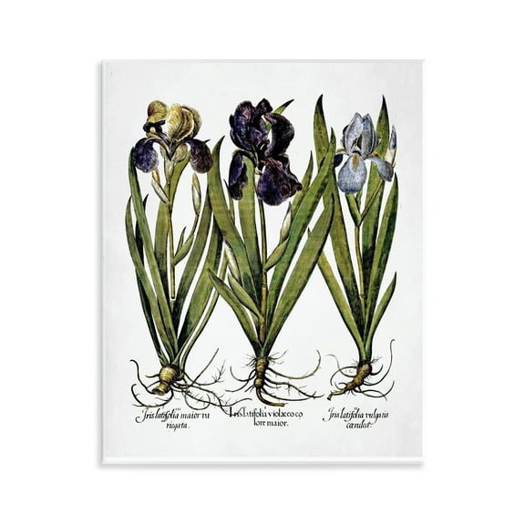 Stupell Industries Vintage Iris Studies Botanical & Floral Painting Unframed Art Print Wall Art, 11 x 14