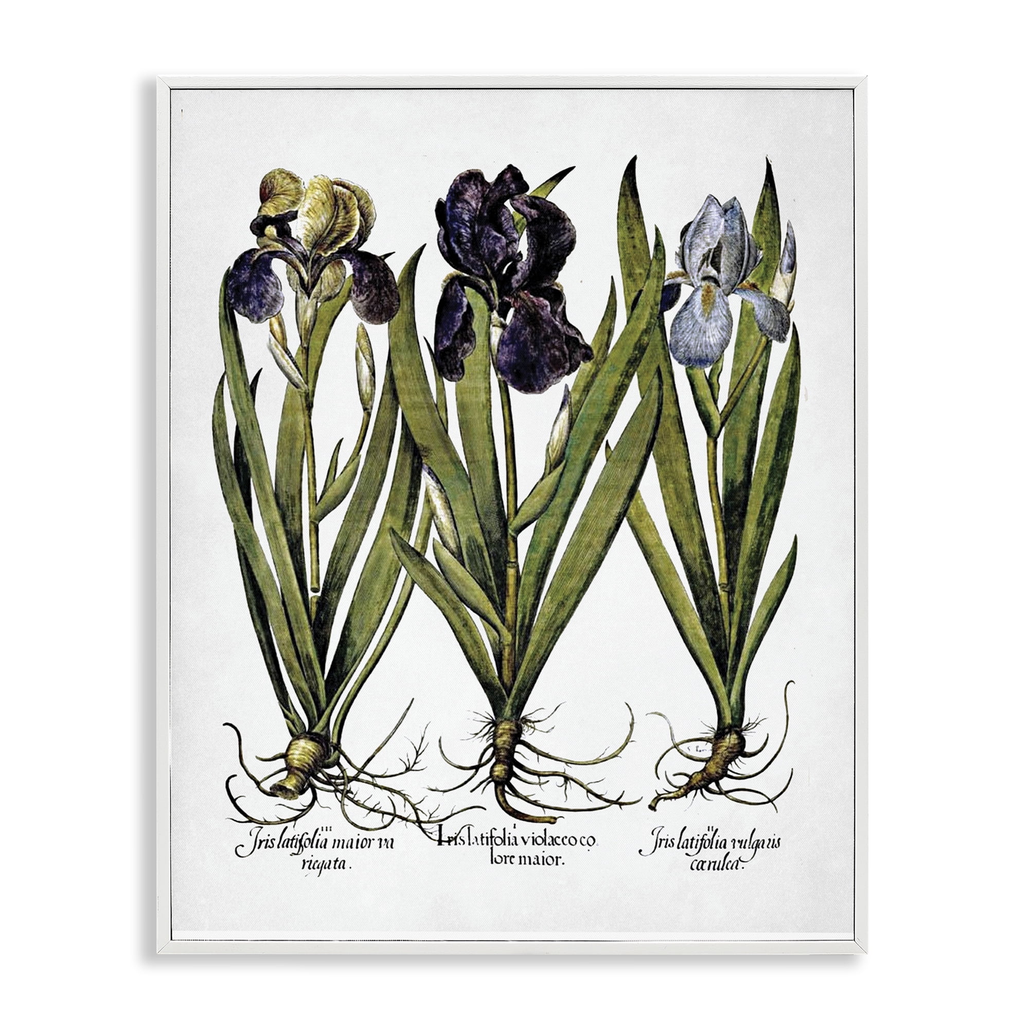 Stupell Industries Vintage Iris Studies Botanical & Floral Painting White Framed Art Print Wall Art, 16 x 20