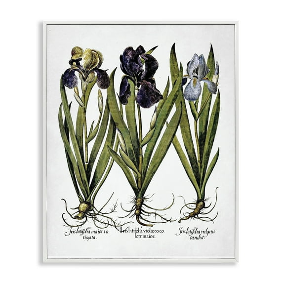 Stupell Industries Vintage Iris Studies Botanical & Floral Painting White Framed Art Print Wall Art, 24 x 30