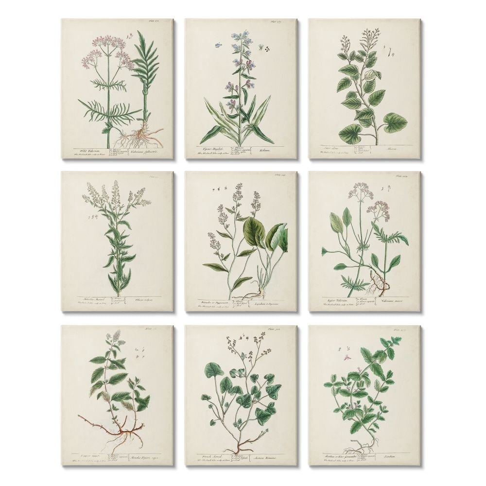 Stupell Industries Vintage Latin Study of Antique Floral Herbs Designed by Unknown Artist