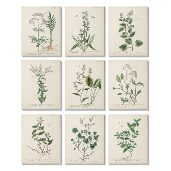 Stupell Industries Vintage Latin Study of Antique Floral Herbs Designed by Unknown Artist