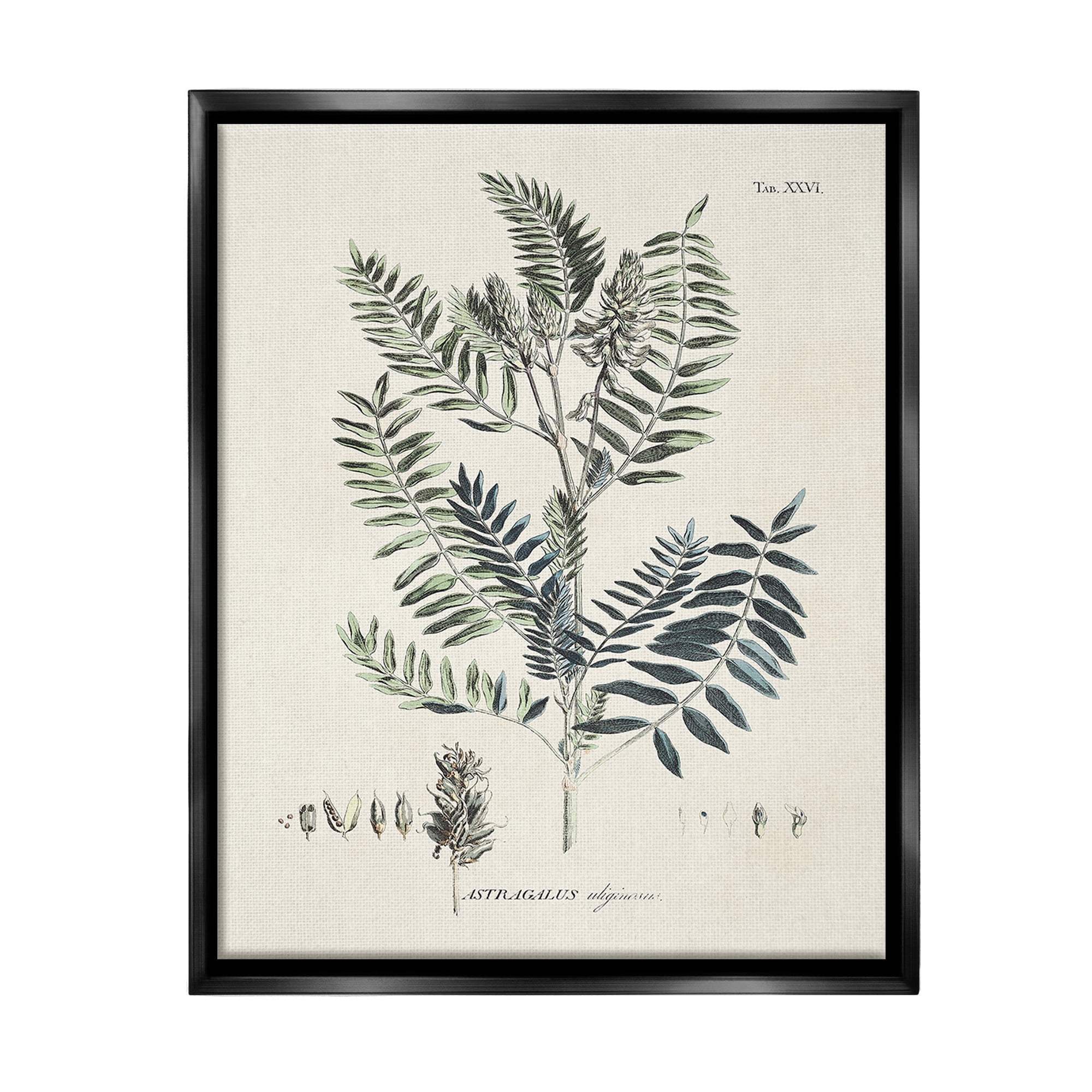 Stupell Industries Vintage Leaf Diagram Botanical & Floral Painting Black Floater Framed Canvas Art Print Wall Art, 17 x 21