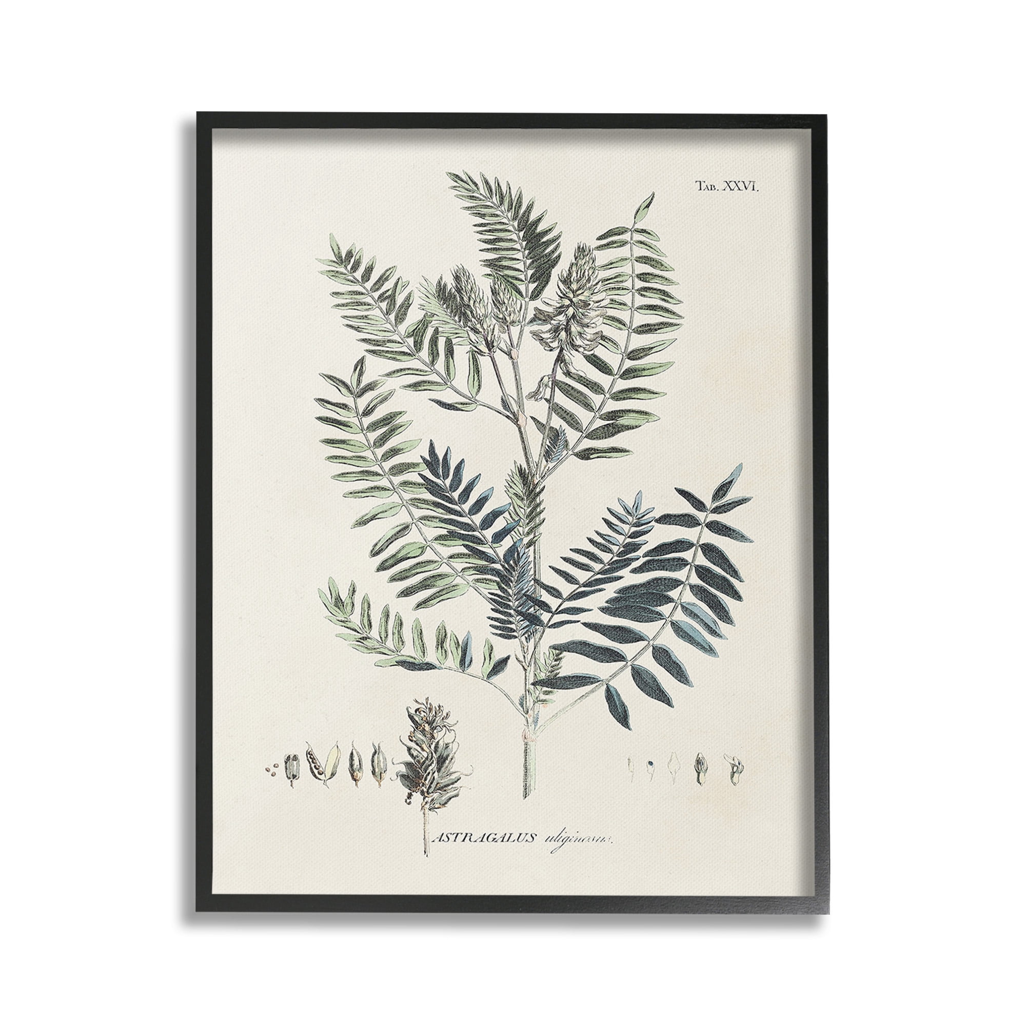 Stupell Industries Vintage Leaf Diagram Botanical & Floral Painting Black Framed Art Print Wall Art, 16 x 20