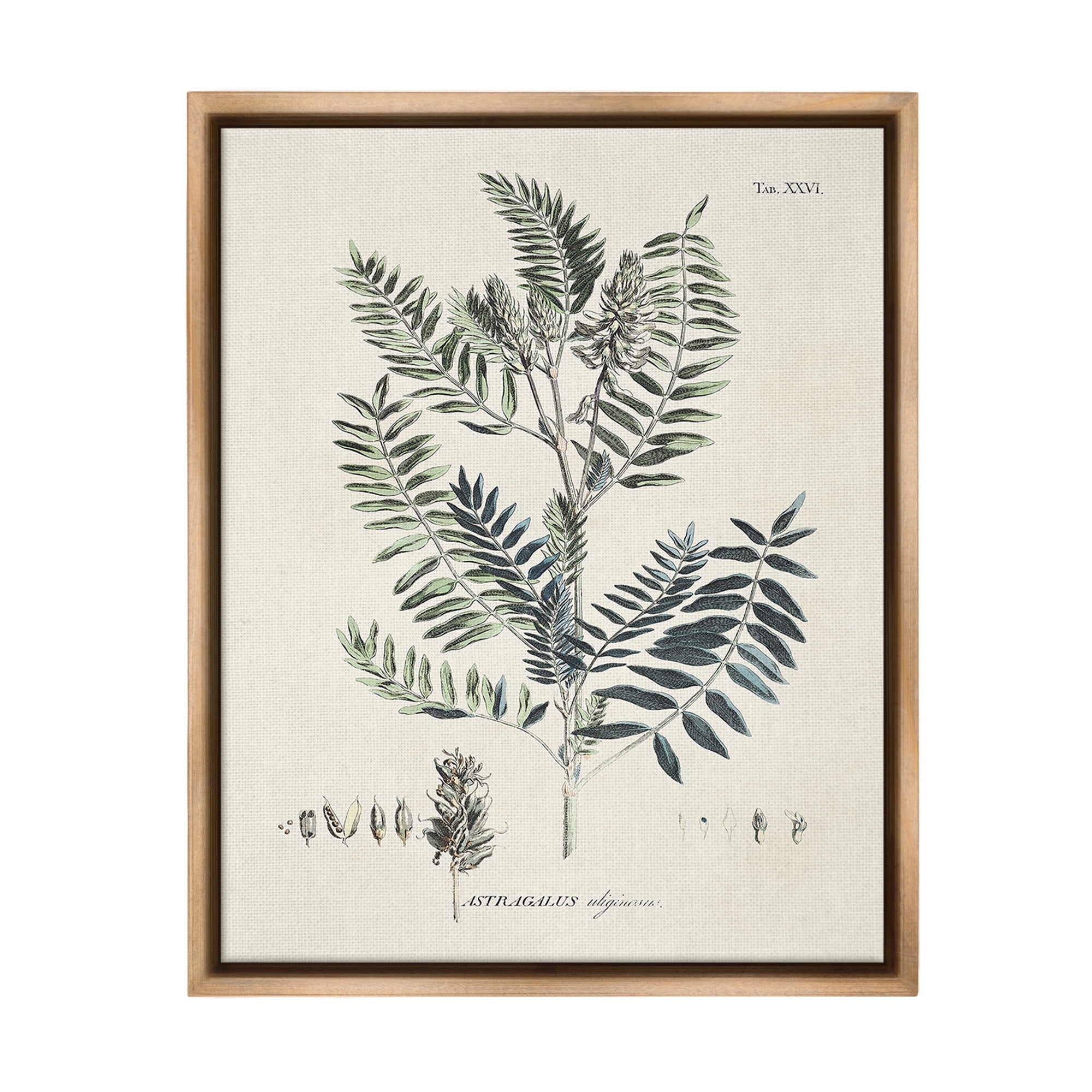 Stupell Industries Vintage Leaf Diagram Botanical & Floral Painting Brown Floater Framed Canvas Art Print Wall Art, 17 x 21