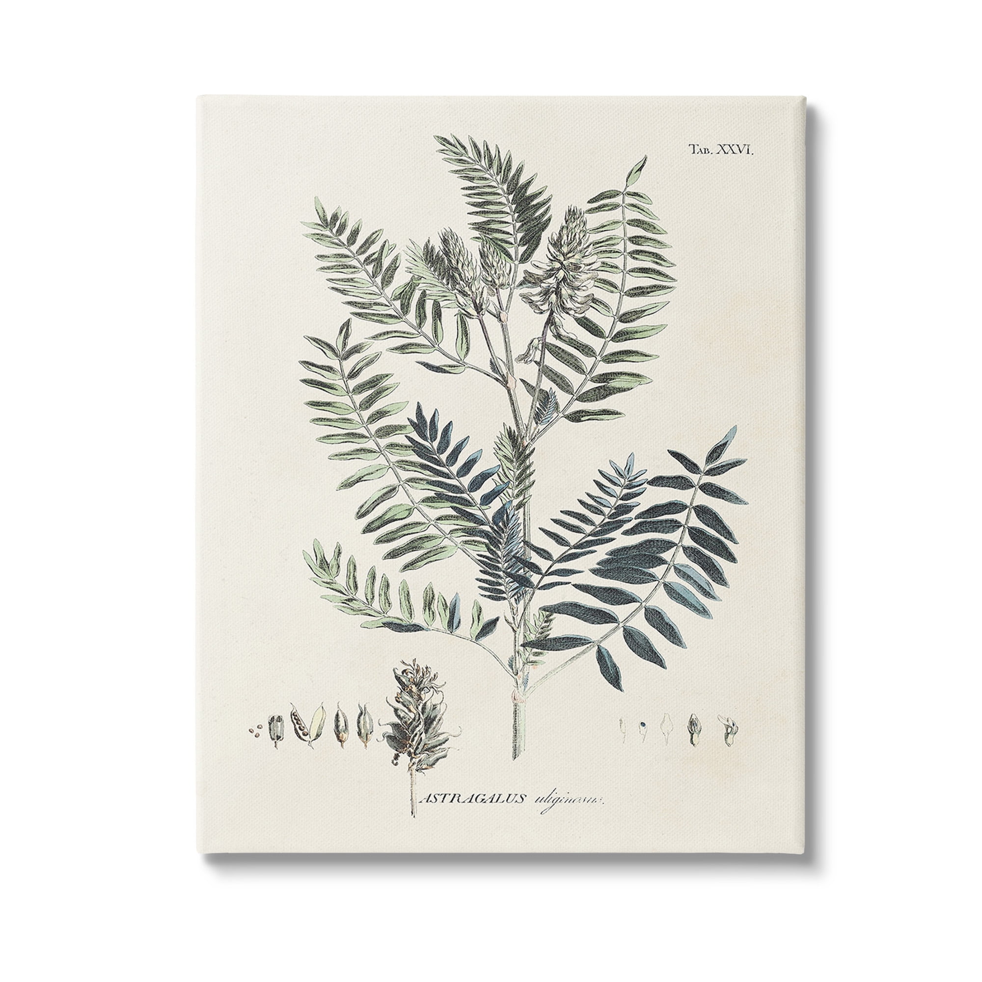 Stupell Industries Vintage Leaf Diagram Botanical & Floral Painting Gallery Wrapped Canvas Art Print Wall Art, 16 x 20