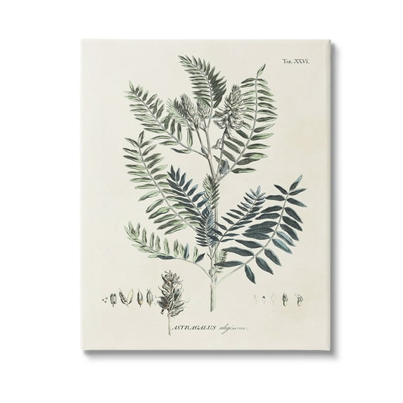 Stupell Industries Vintage Leaf Diagram Botanical & Floral Painting Gallery Wrapped Canvas Art Print Wall Art, 36 x 48