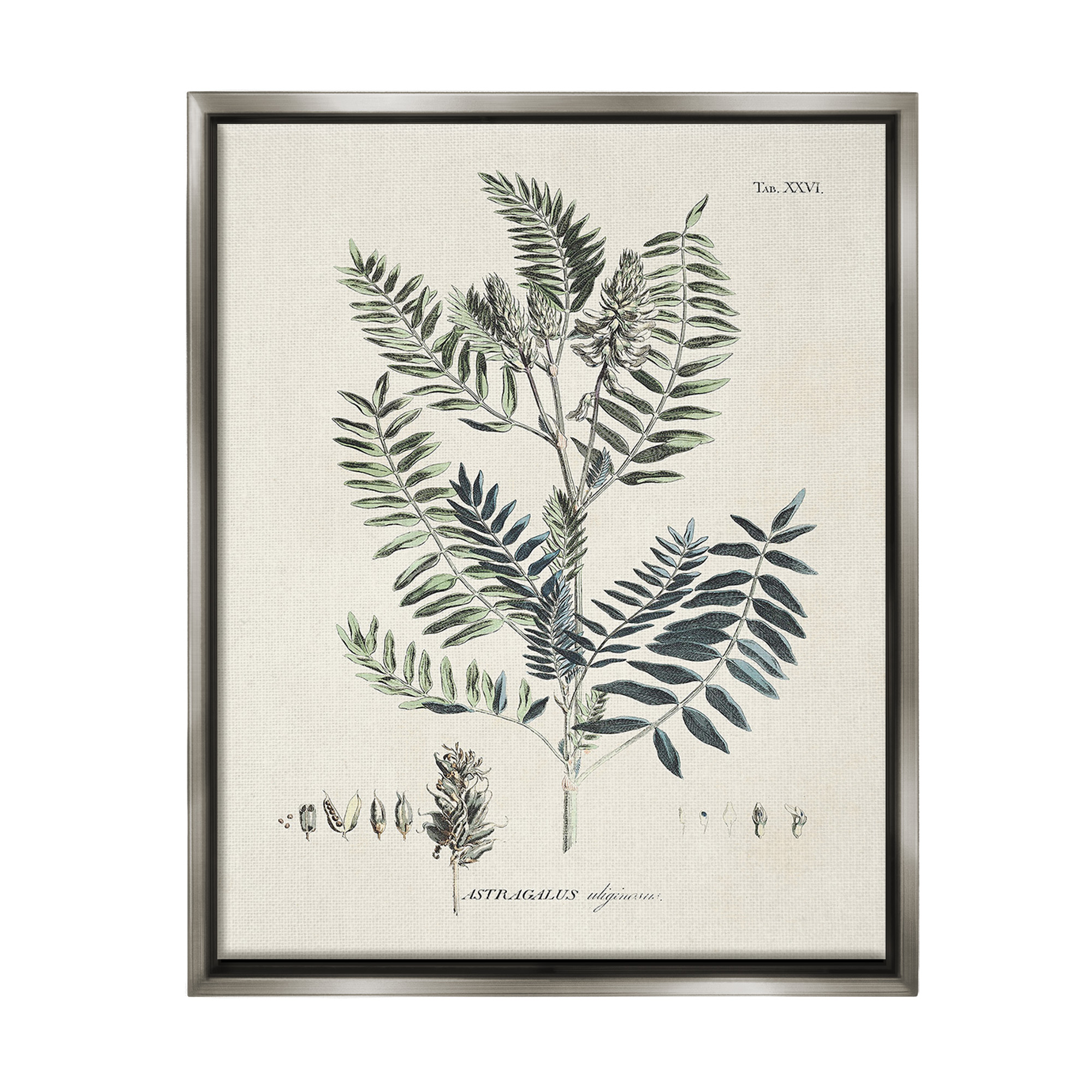 Stupell Industries Vintage Leaf Diagram Botanical & Floral Painting Gray Floater Framed Canvas Art Print Wall Art, 25 x 31