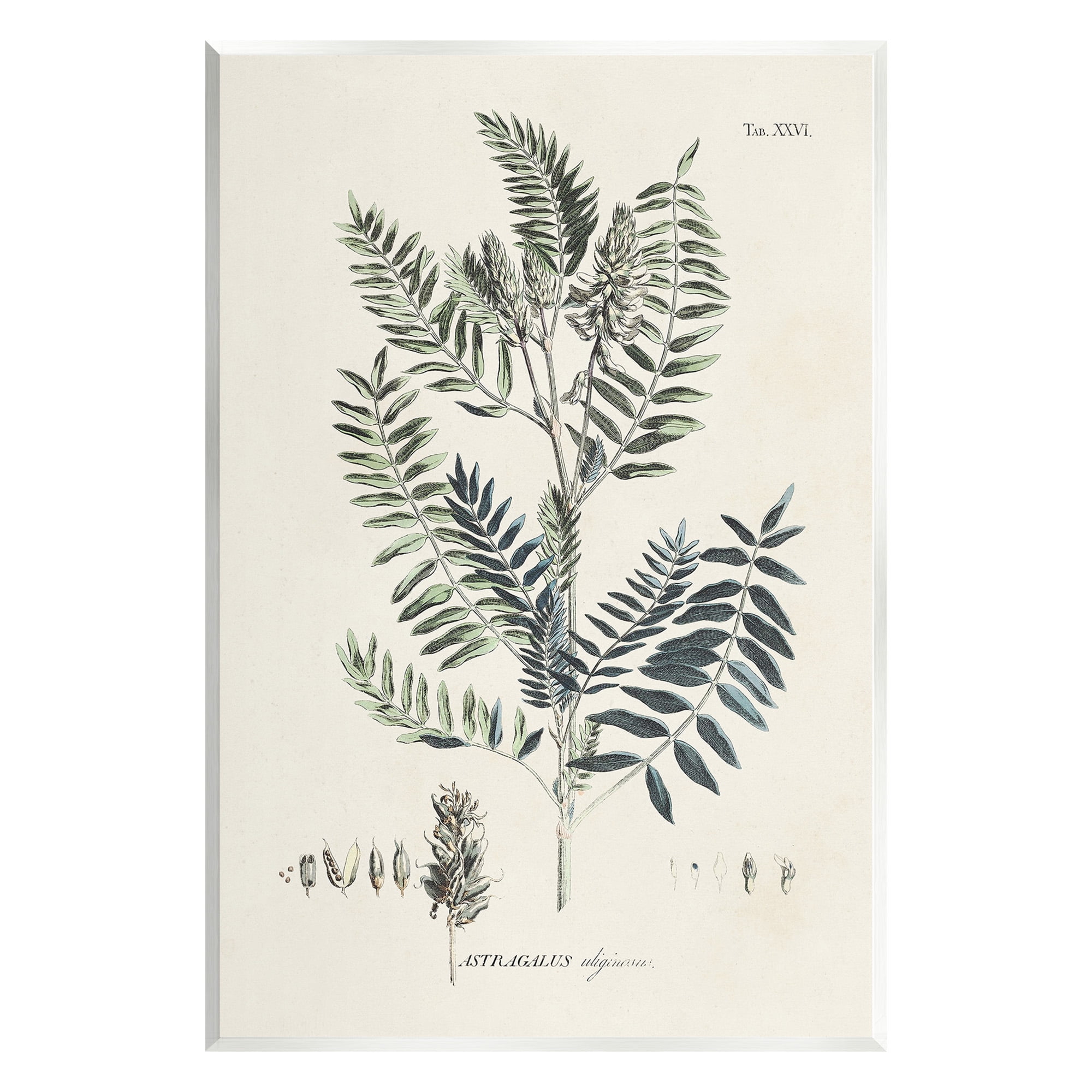 Stupell Industries Vintage Leaf Diagram Botanical & Floral Painting Unframed Art Print Wall Art, 13 x 19