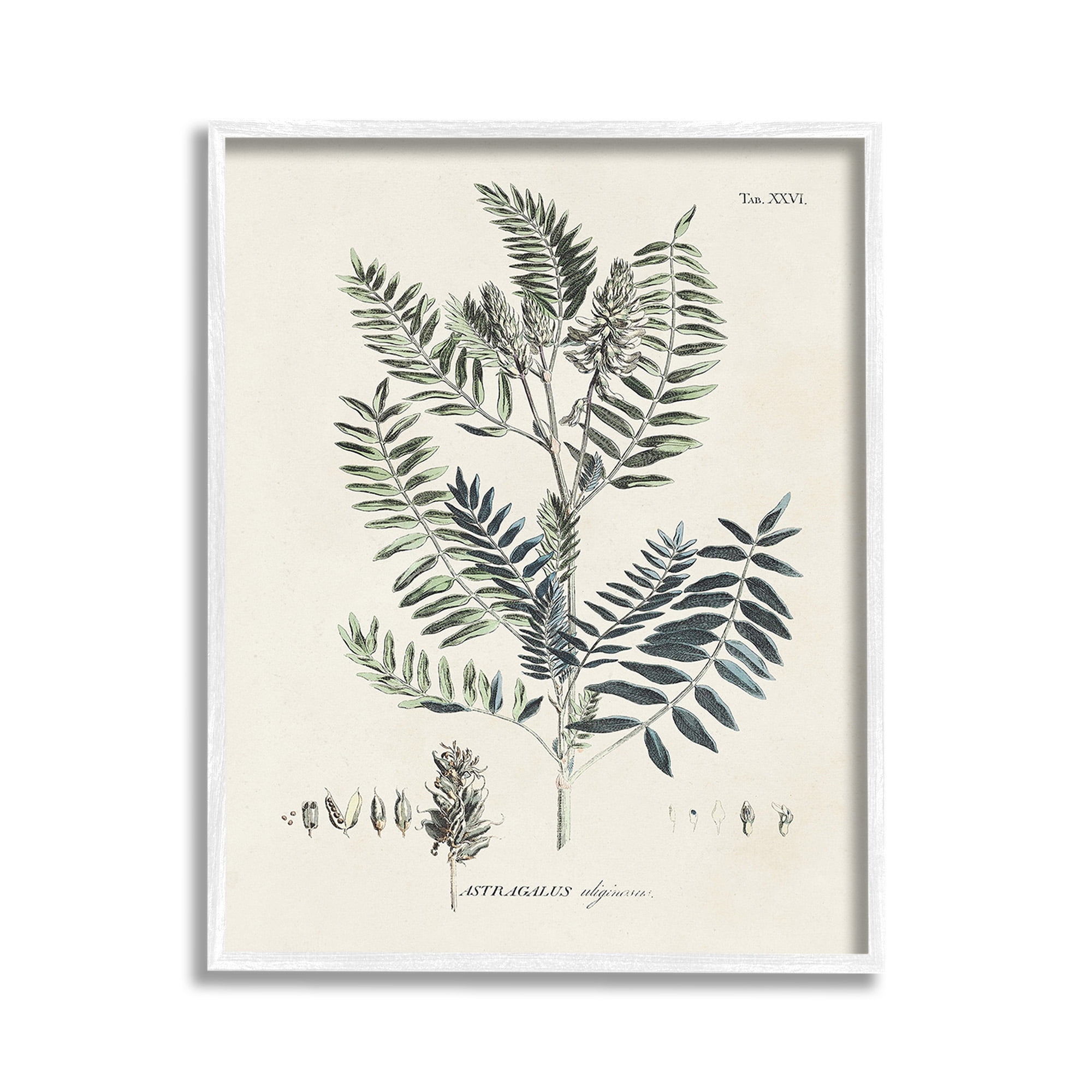 White Framed Vintage Botanical Leaf Diagram Art Print, 11 x 14