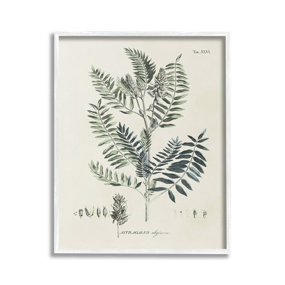 Stupell Industries Vintage Leaf Diagram Botanical & Floral Painting White Framed Art Print Wall Art, 16 x 20