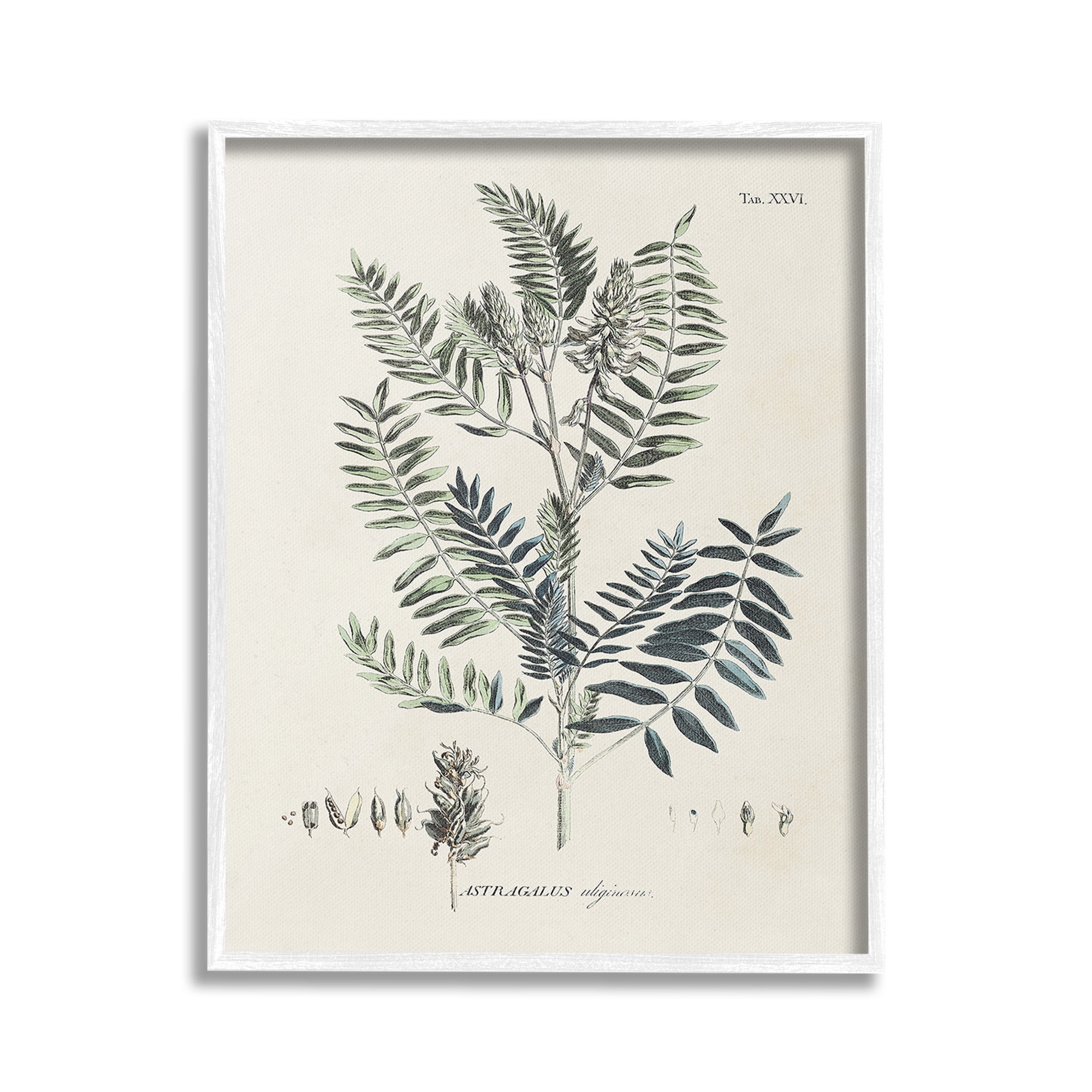 Stupell Industries Vintage Leaf Diagram Botanical & Floral Painting White Framed Art Print Wall Art, 24 x 30