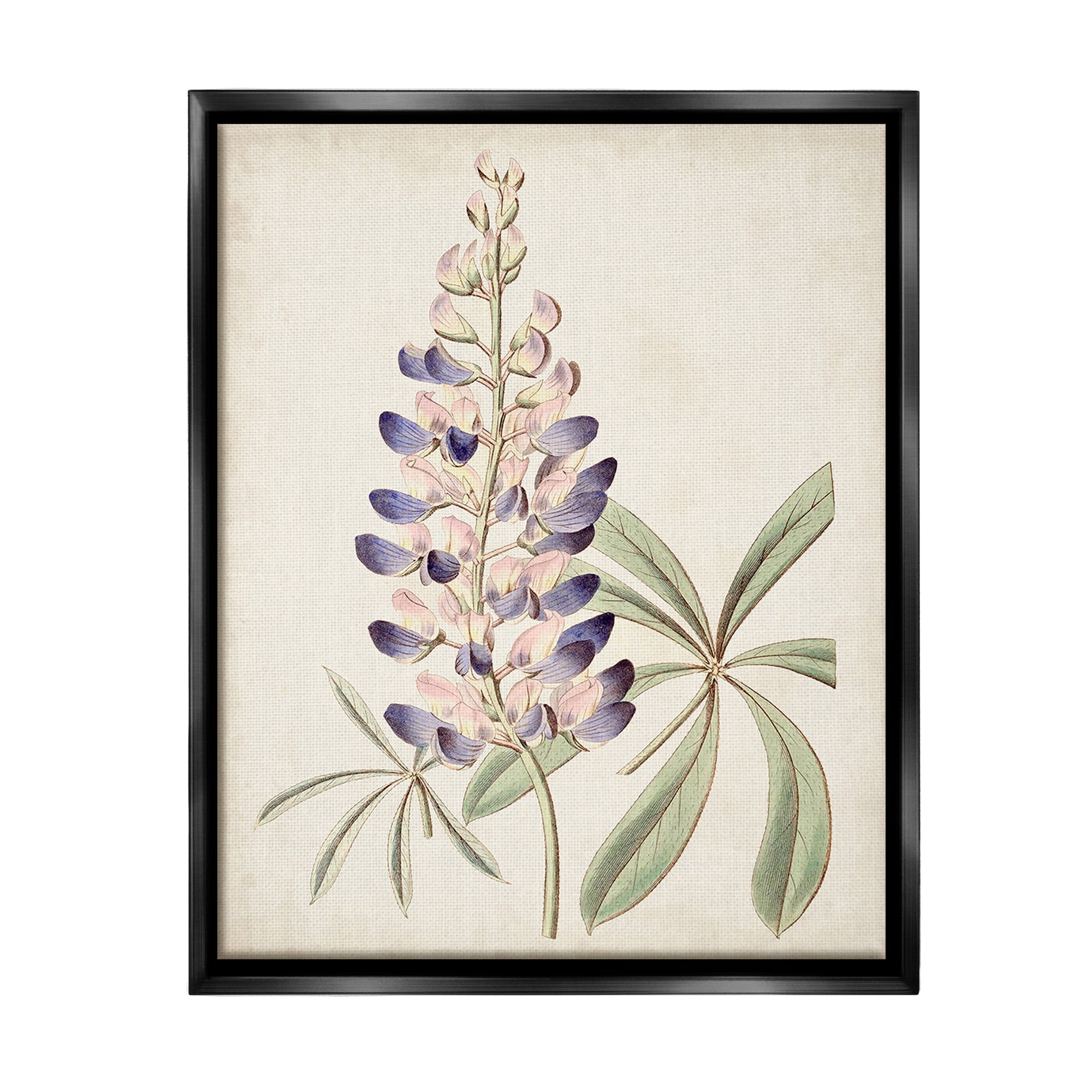Stupell Industries Vintage Lupin Plant Botanical & Floral Painting Black Floater Framed Canvas Art Print Wall Art, 25 x 31