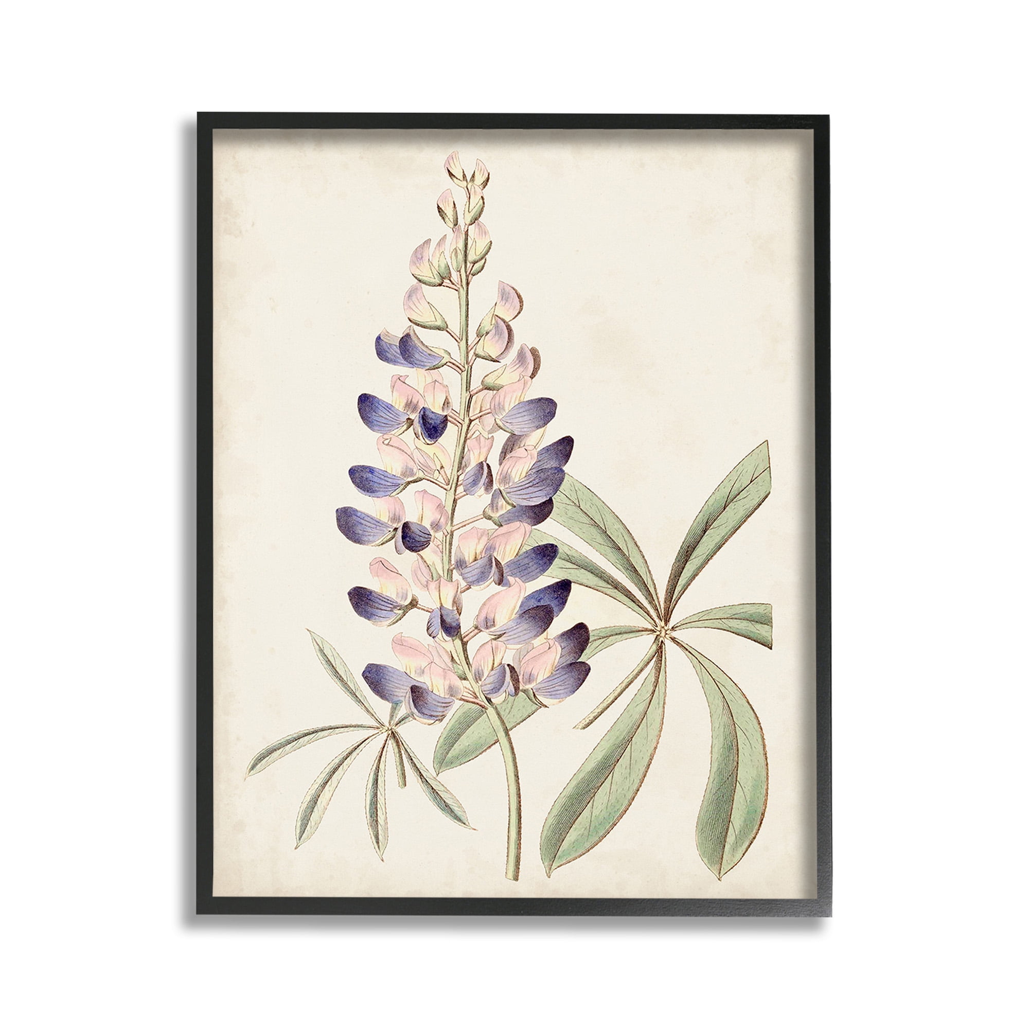 Stupell Industries Vintage Lupin Plant Botanical & Floral Painting Black Framed Art Print Wall Art, 11 x 14
