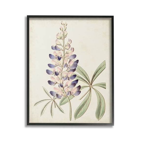 Stupell Industries Vintage Lupin Plant Botanical & Floral Painting Black Framed Art Print Wall Art, 16 x 20