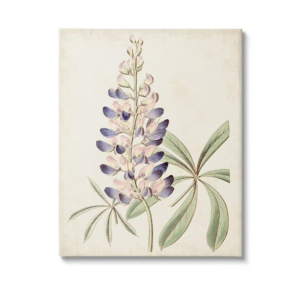 Stupell Industries Vintage Lupin Plant Botanical & Floral Painting Gallery Wrapped Canvas Art Print Wall Art, 16 x 20