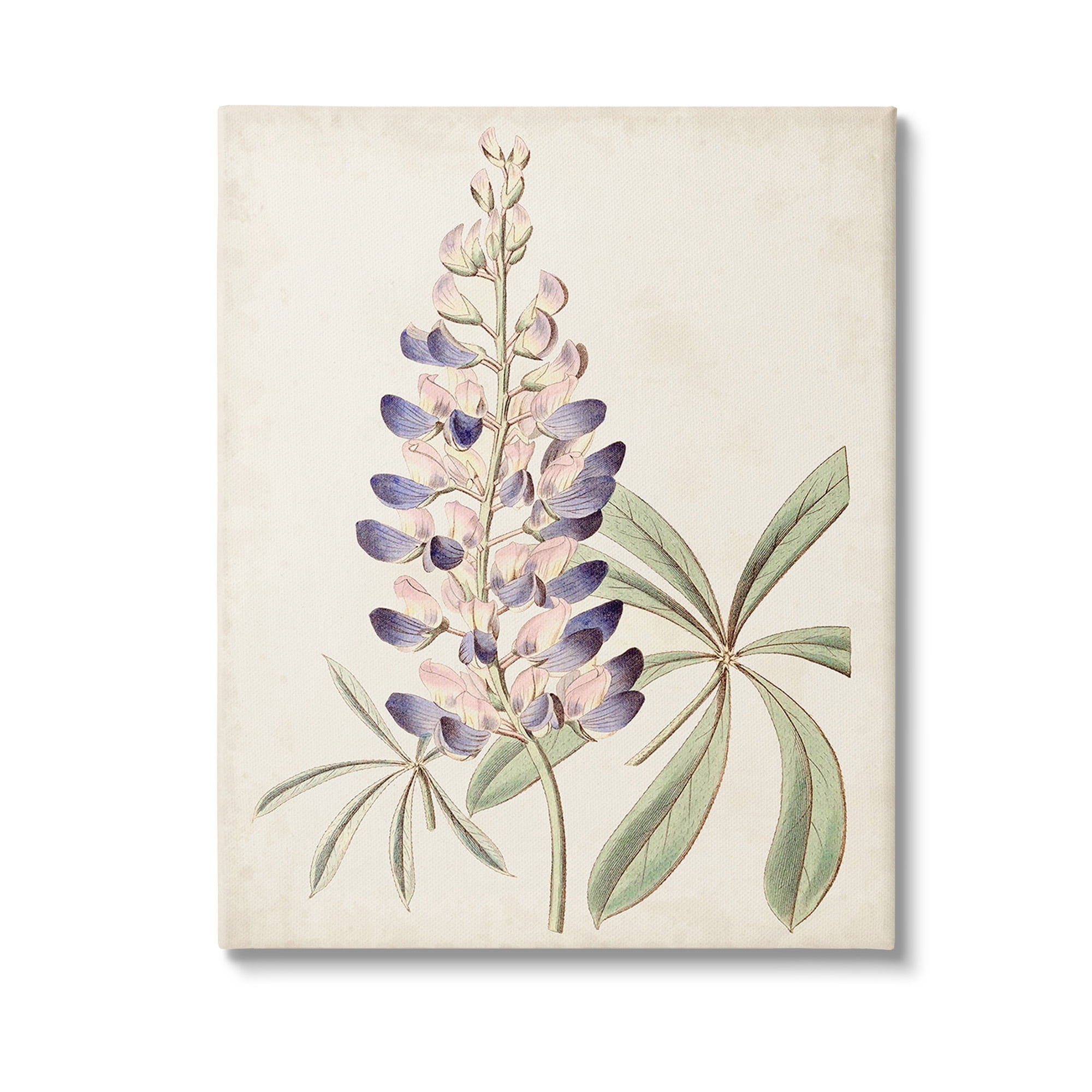 Stupell Industries Vintage Lupin Plant Botanical & Floral Painting Gallery Wrapped Canvas Art Print Wall Art, 36 x 48