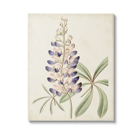 Stupell Industries Vintage Lupin Plant Botanical & Floral Painting Gallery Wrapped Canvas Art Print Wall Art, 36 x 48