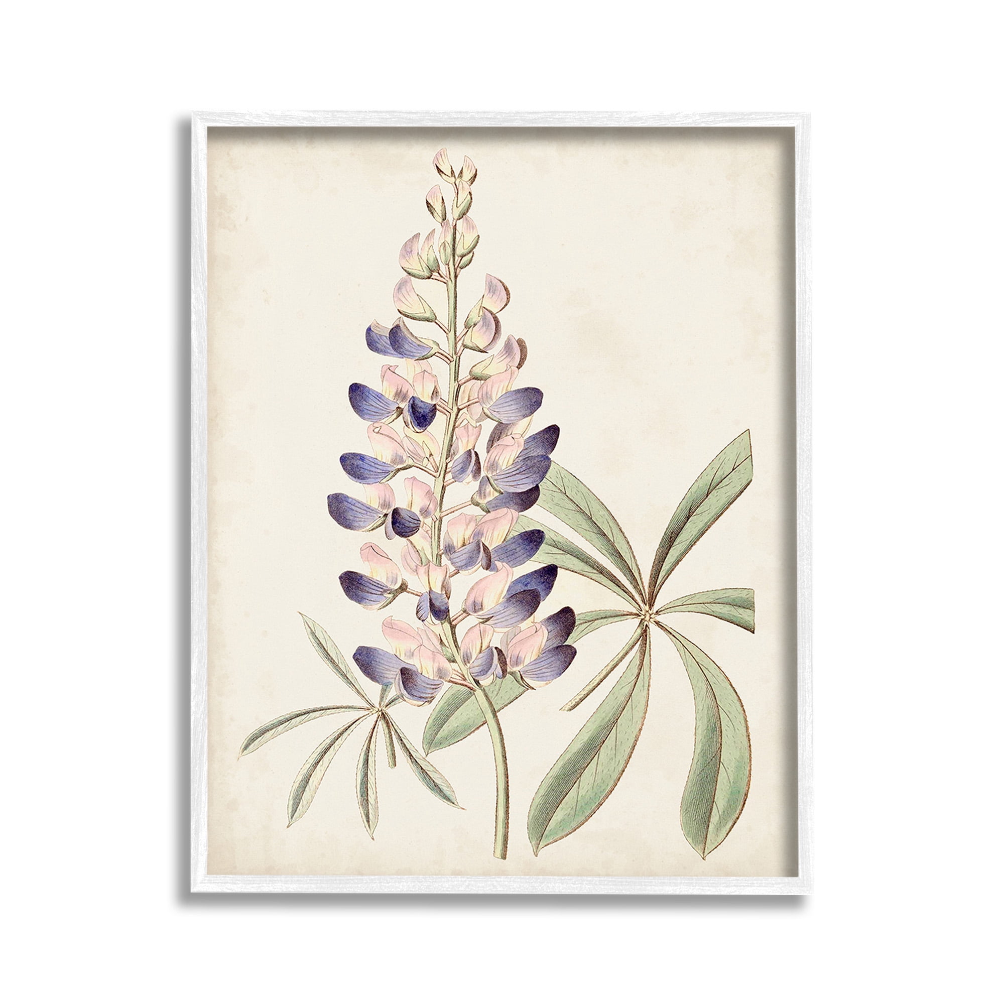 Stupell Industries Vintage Lupin Plant Botanical & Floral Painting White Framed Art Print Wall Art, 11 x 14