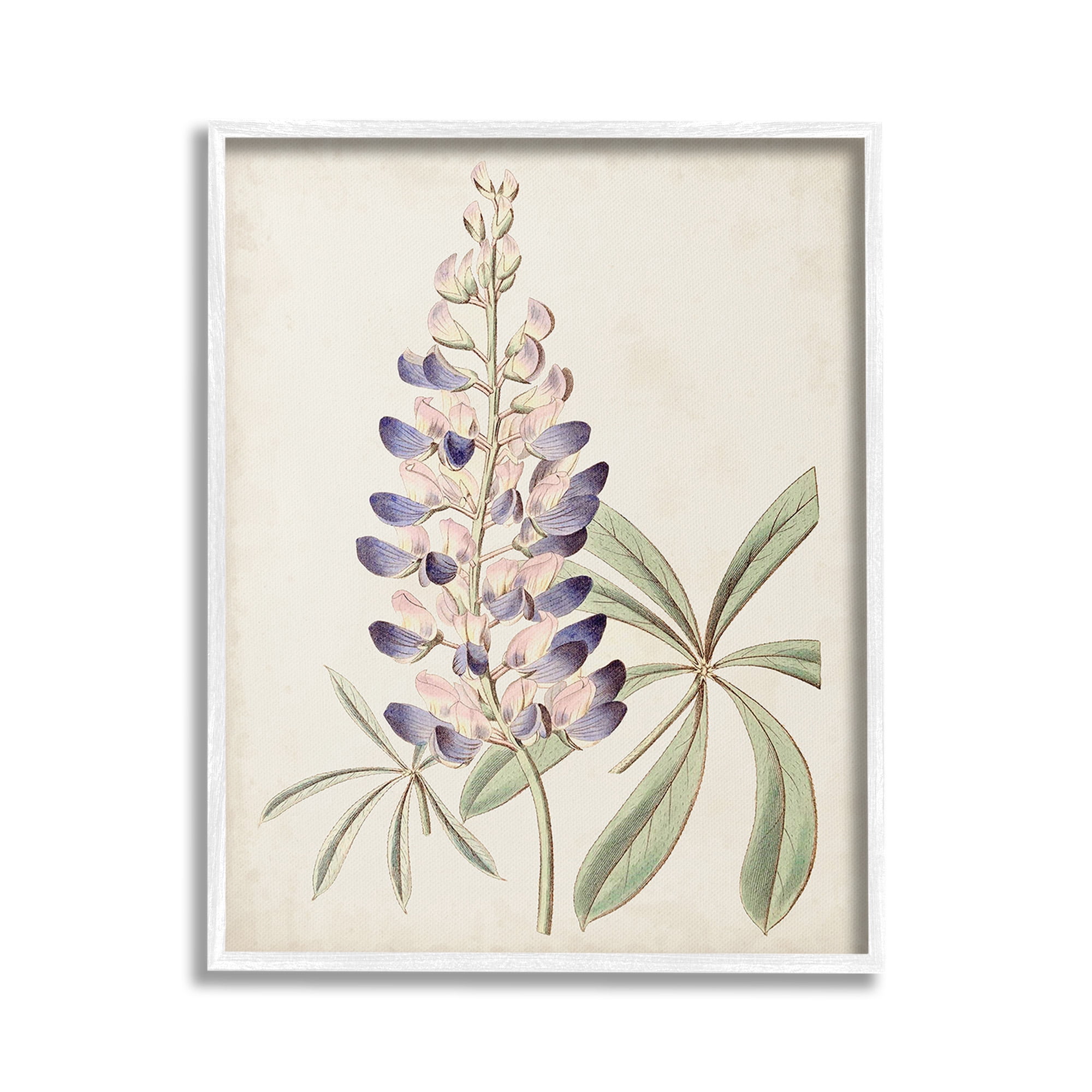 Stupell Industries Vintage Lupin Plant Botanical & Floral Painting White Framed Art Print Wall Art, 16 x 20