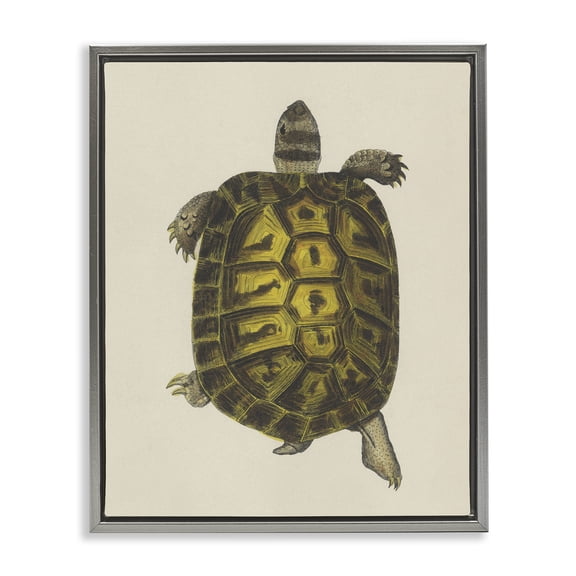 Stupell Industries Vintage Maritime Tortoise Animals Painting Gray Floater Framed Canvas Art Print Wall Art, 17 x 21