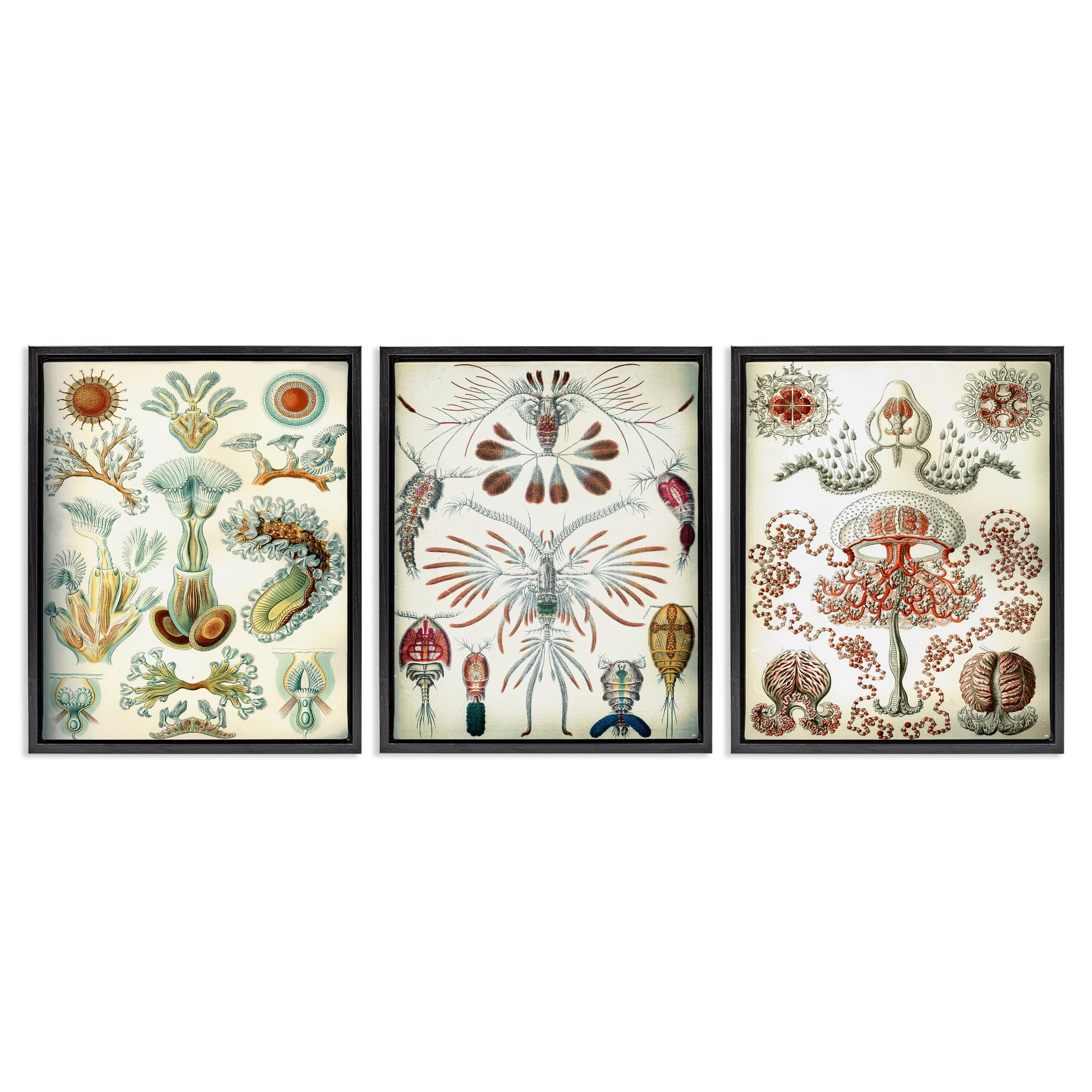 Stupell Industries Vintage Microscopic Crustaceans Animals Painting Black Floater Framed Canvas Art Print Wall Art, 25 x 31, Set of 3