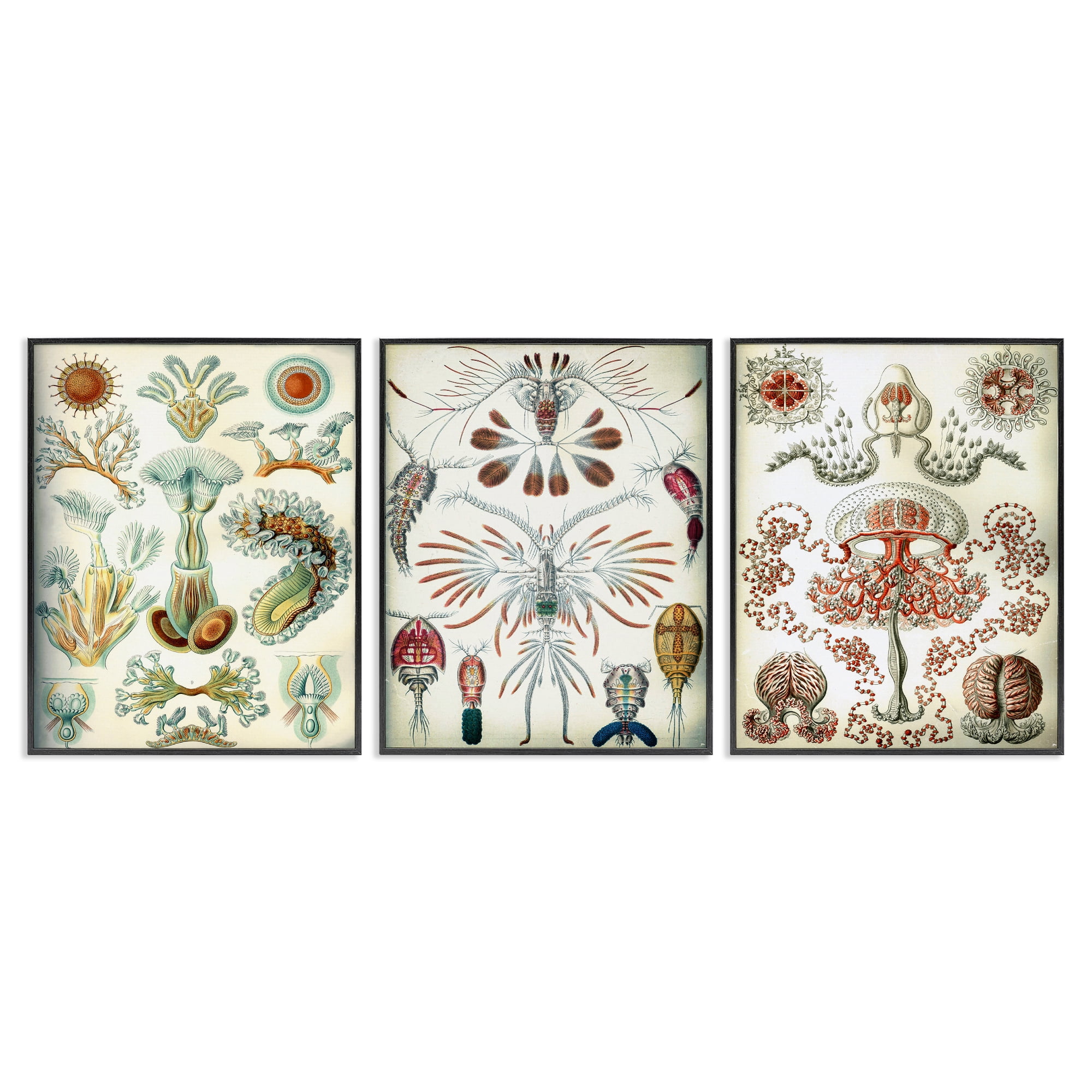 Stupell Industries Vintage Microscopic Crustaceans Animals Painting Black Framed Art Print Wall Art, 16 x 20, Set of 3