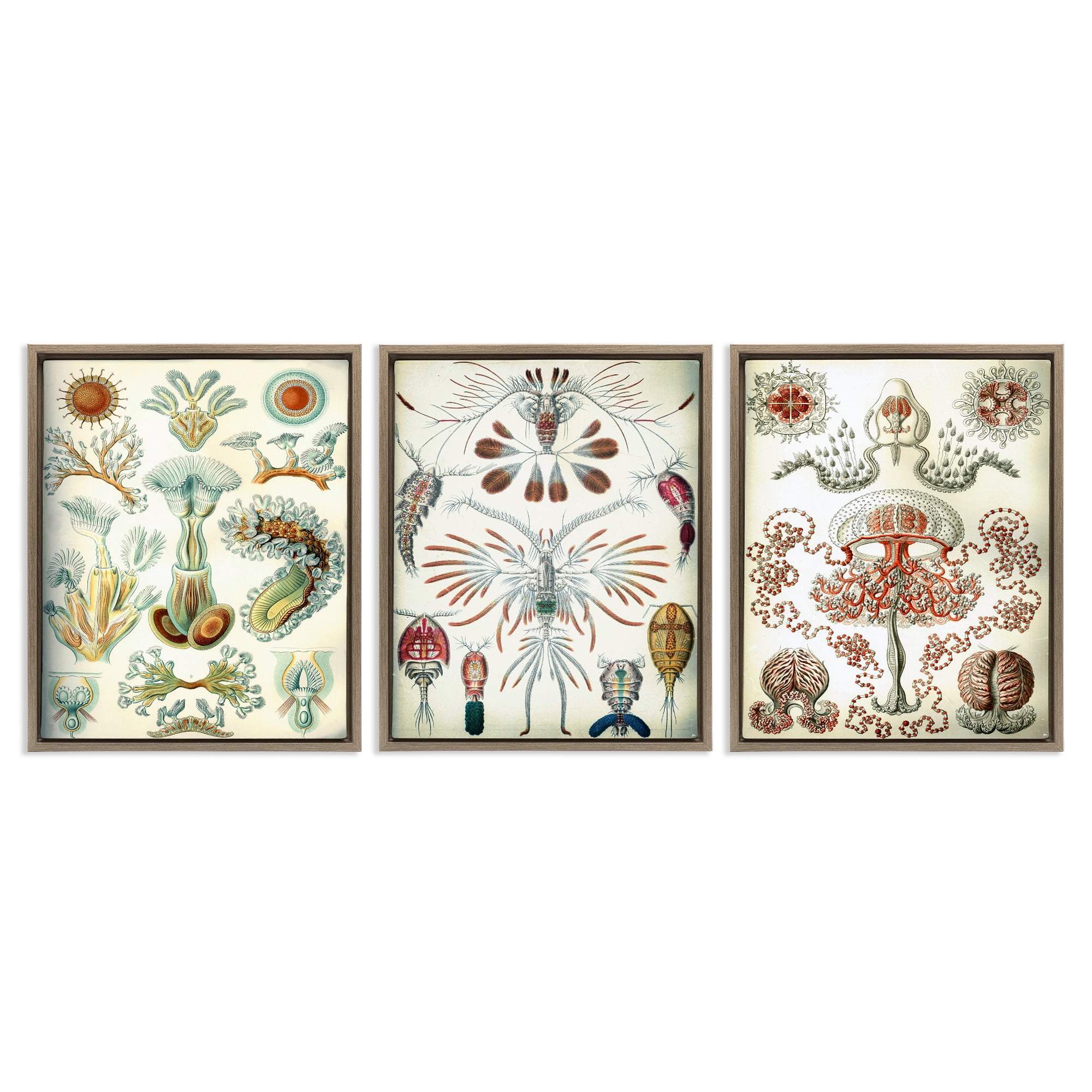 Stupell Industries Vintage Microscopic Crustaceans Animals Painting Brown Floater Framed Canvas Art Print Wall Art, 25 x 31, Set of 3