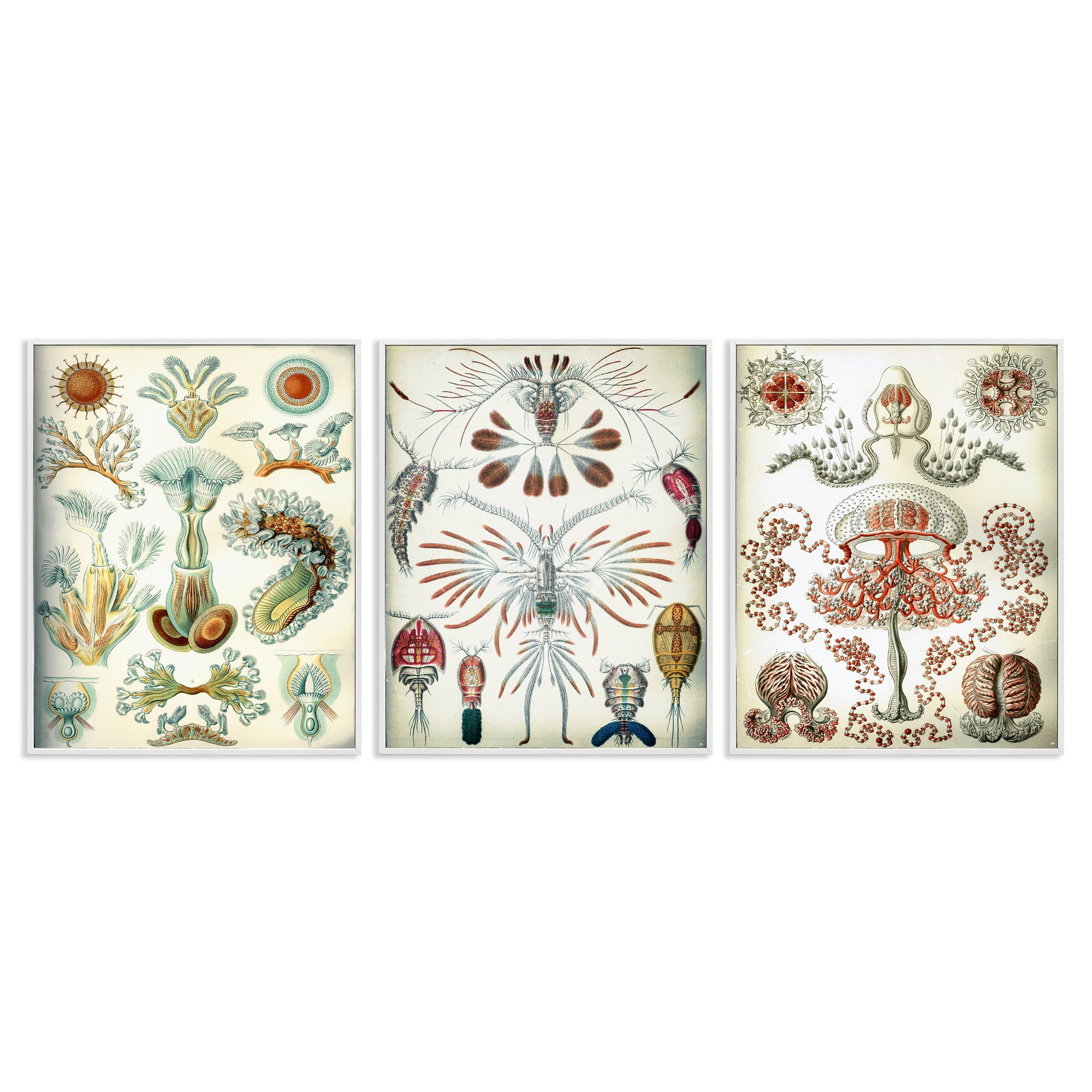 Stupell Industries Vintage Microscopic Crustaceans Animals Painting White Framed Art Print Wall Art, 24 x 30, Set of 3