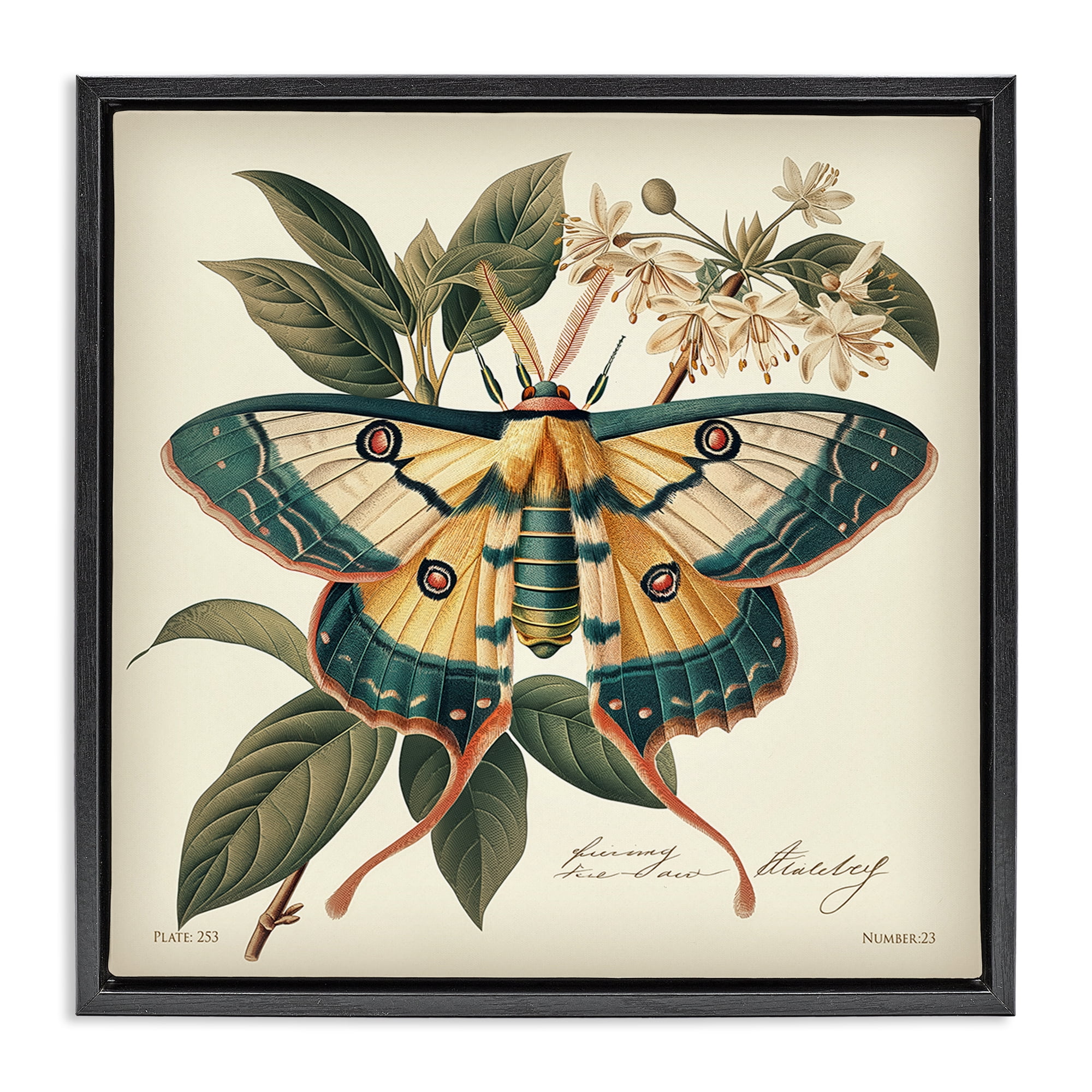 Stupell Industries Vintage Moth & Plant Study Animals Painting Black Floater Framed Canvas Art Print Wall Art, 25 x 25
